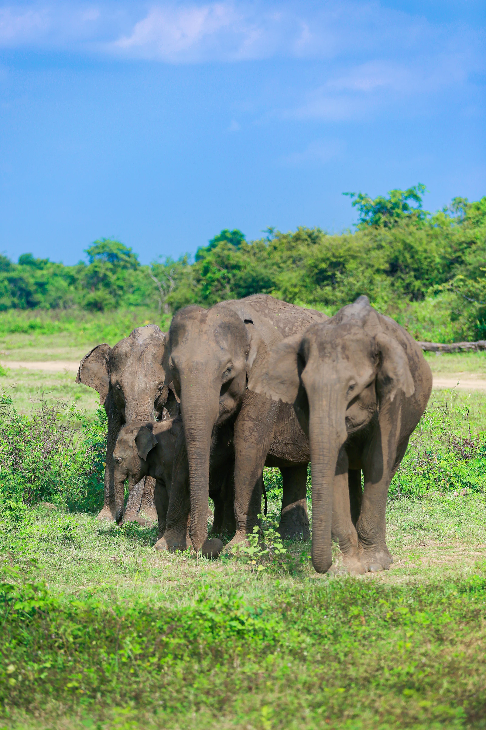 A herd of elephants moves across a broad green field in Udawalawe National Park.