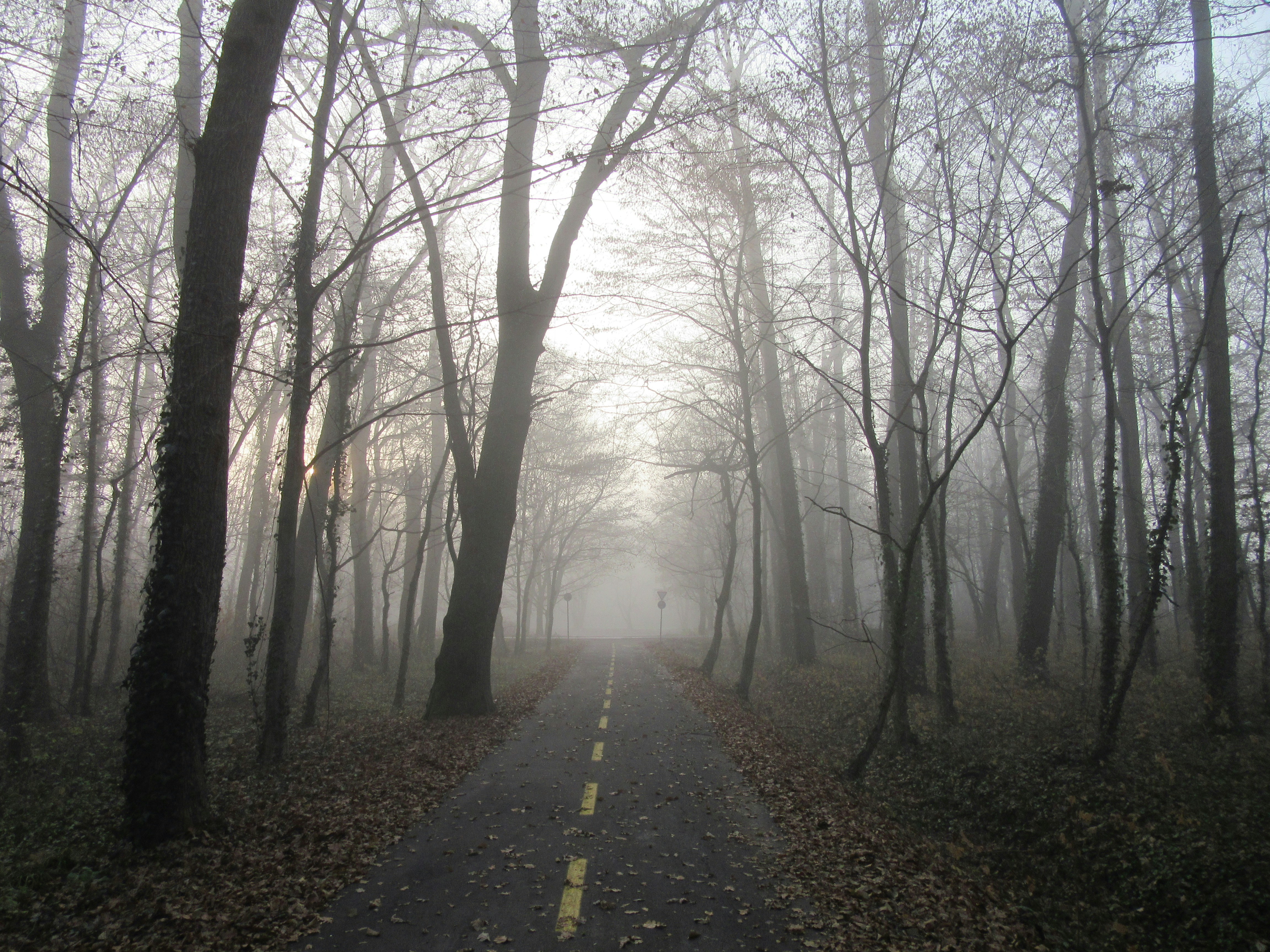 Photo by balint_miko