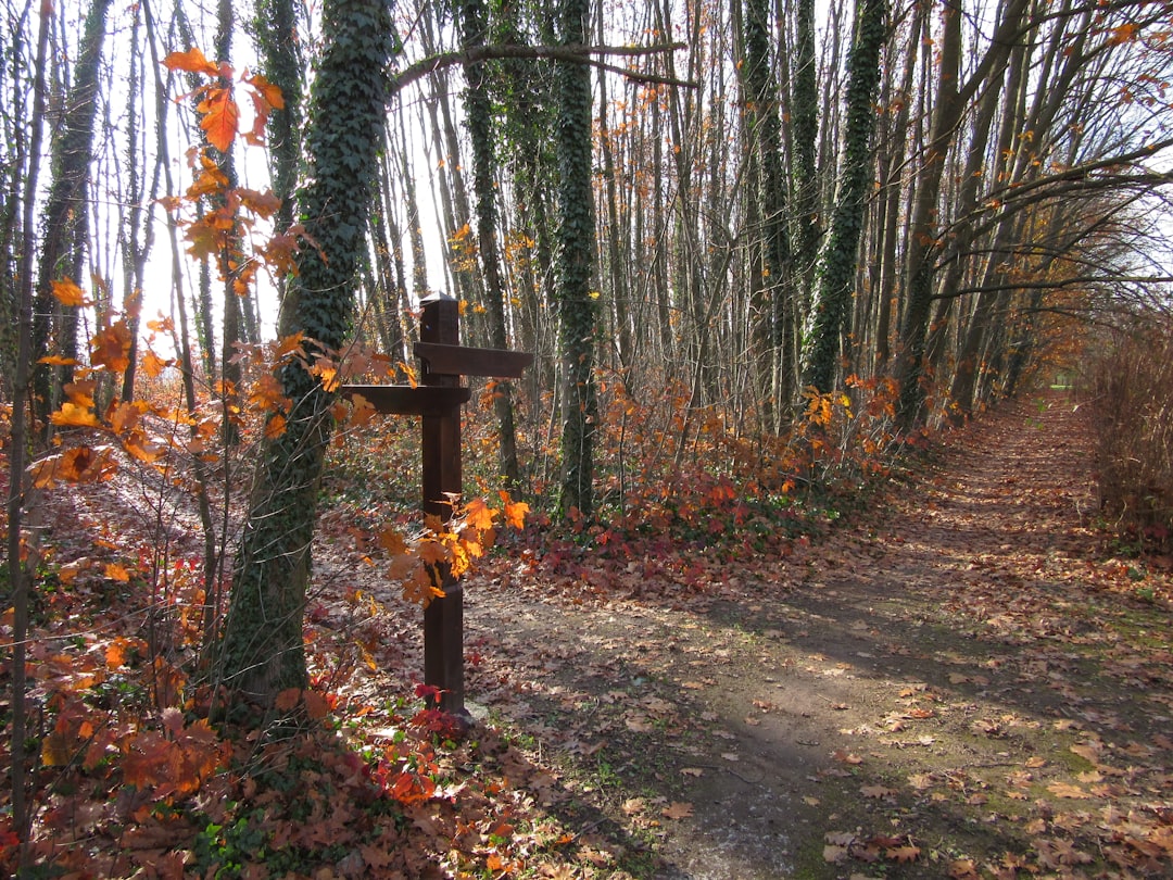Mackenzie Cross-Country Trail