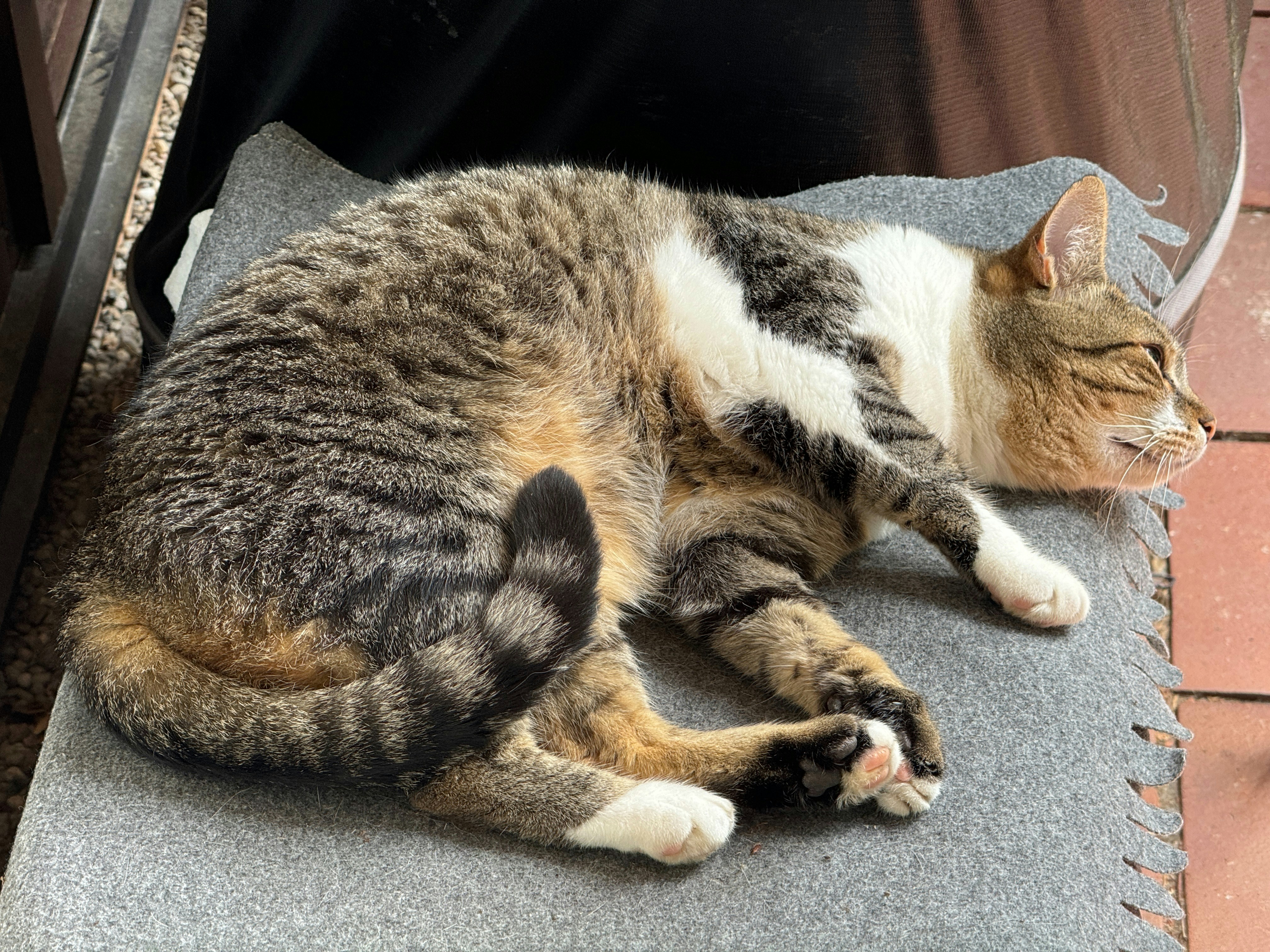 Un gato está durmiendo en una silla afuera foto – Imagen de Gato gratuita  en Unsplash, image size:3000x2250