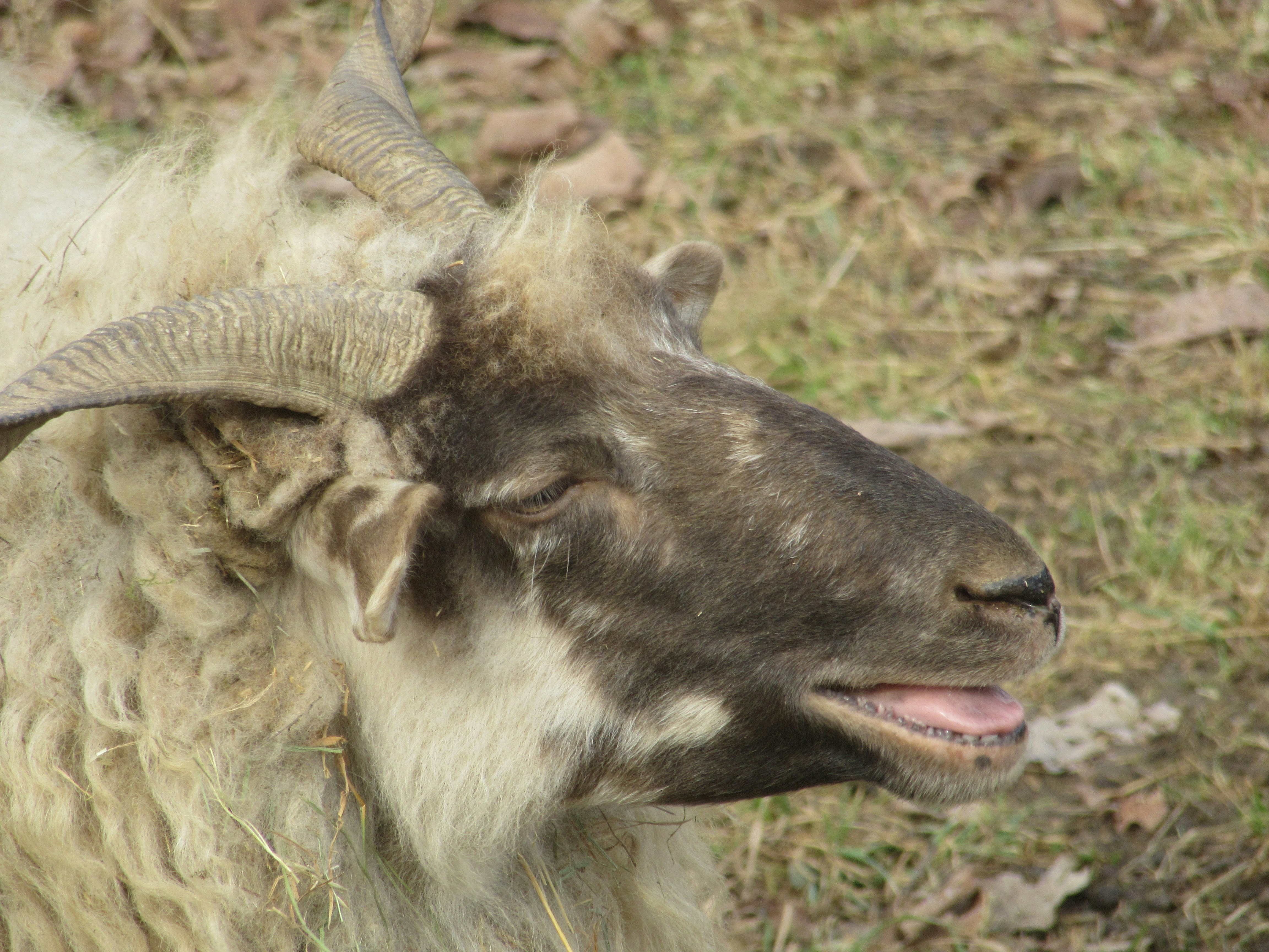 Photo by balint_miko