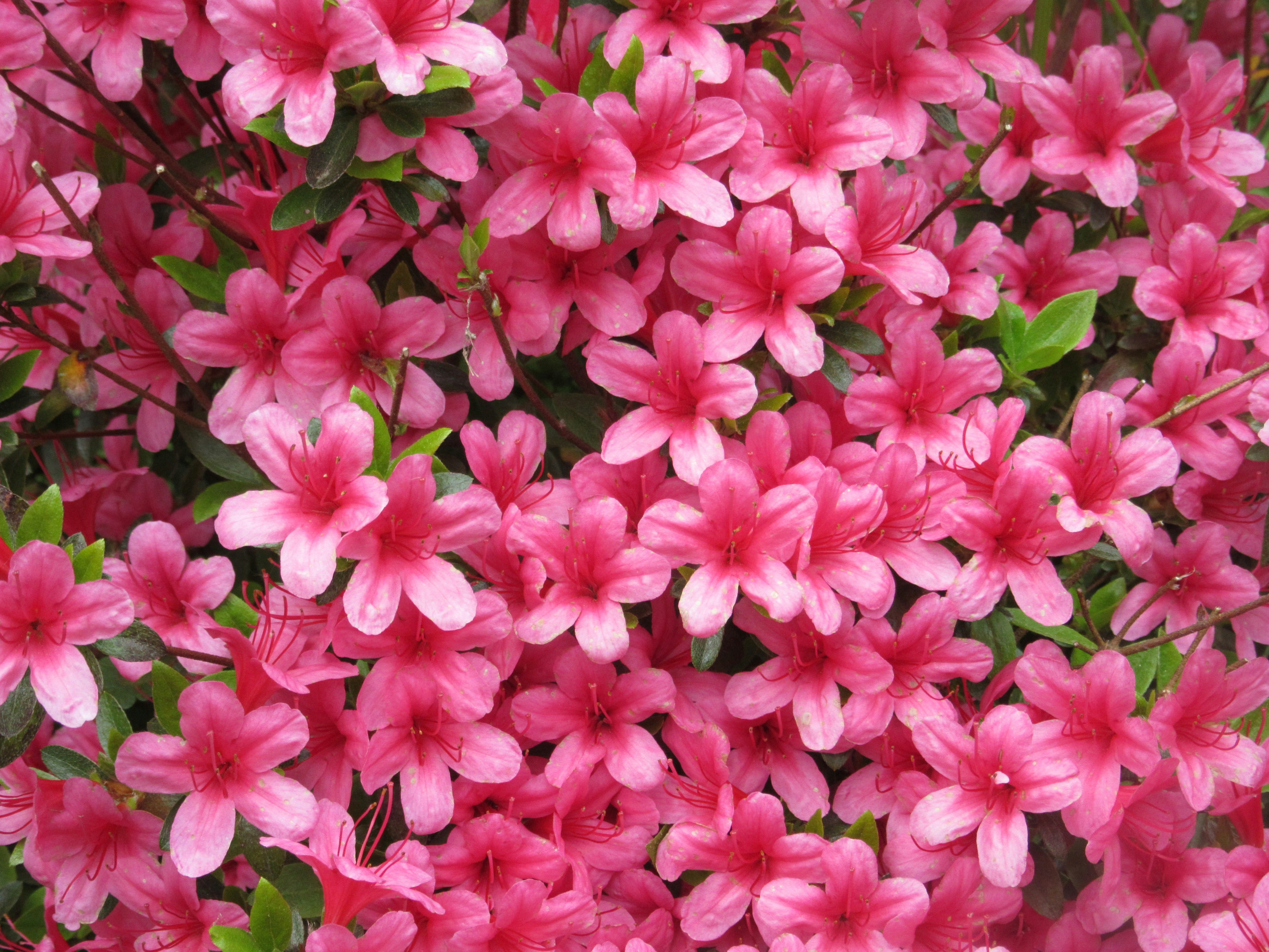 Photo by balint_miko