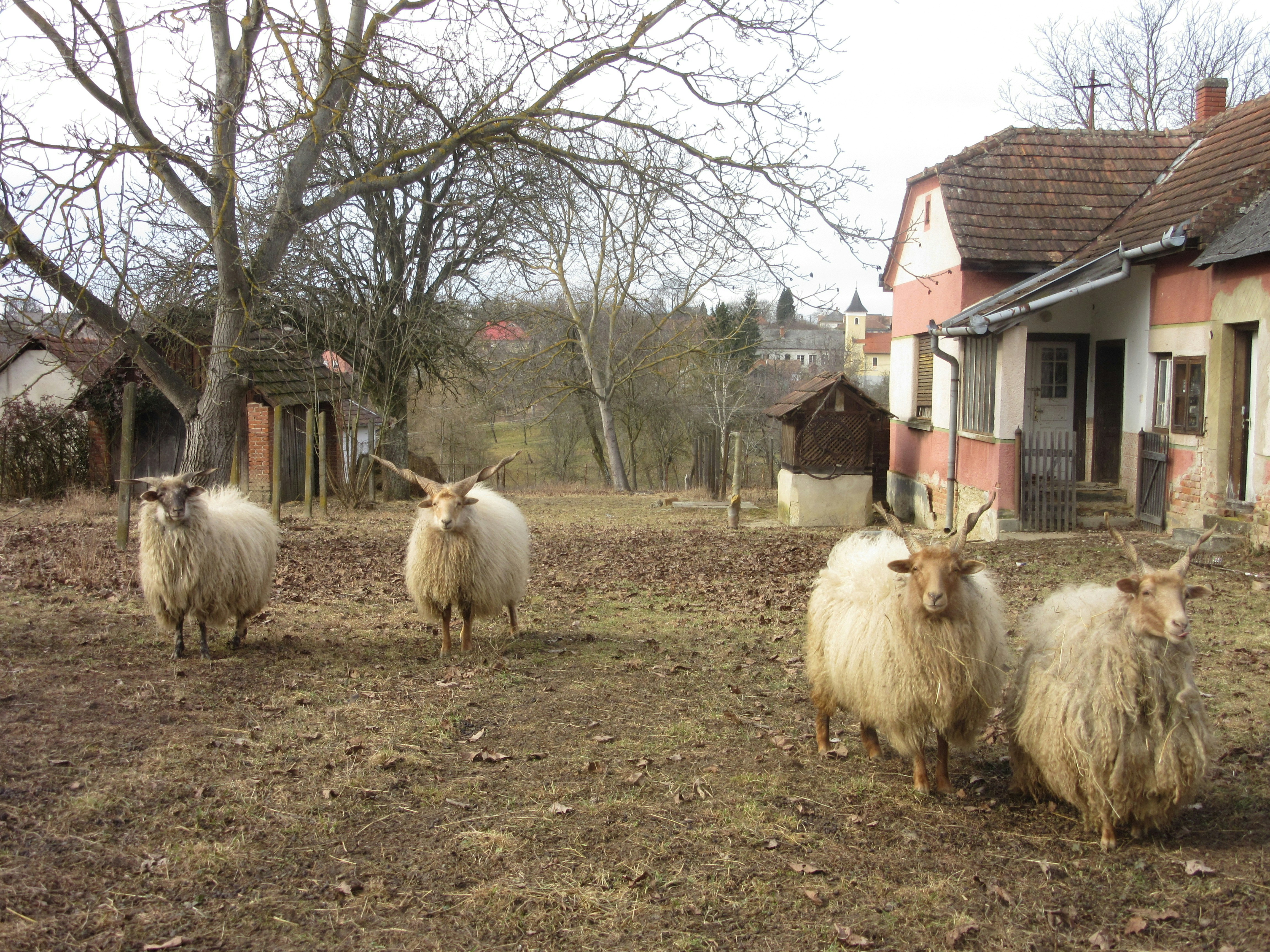 Photo by balint_miko