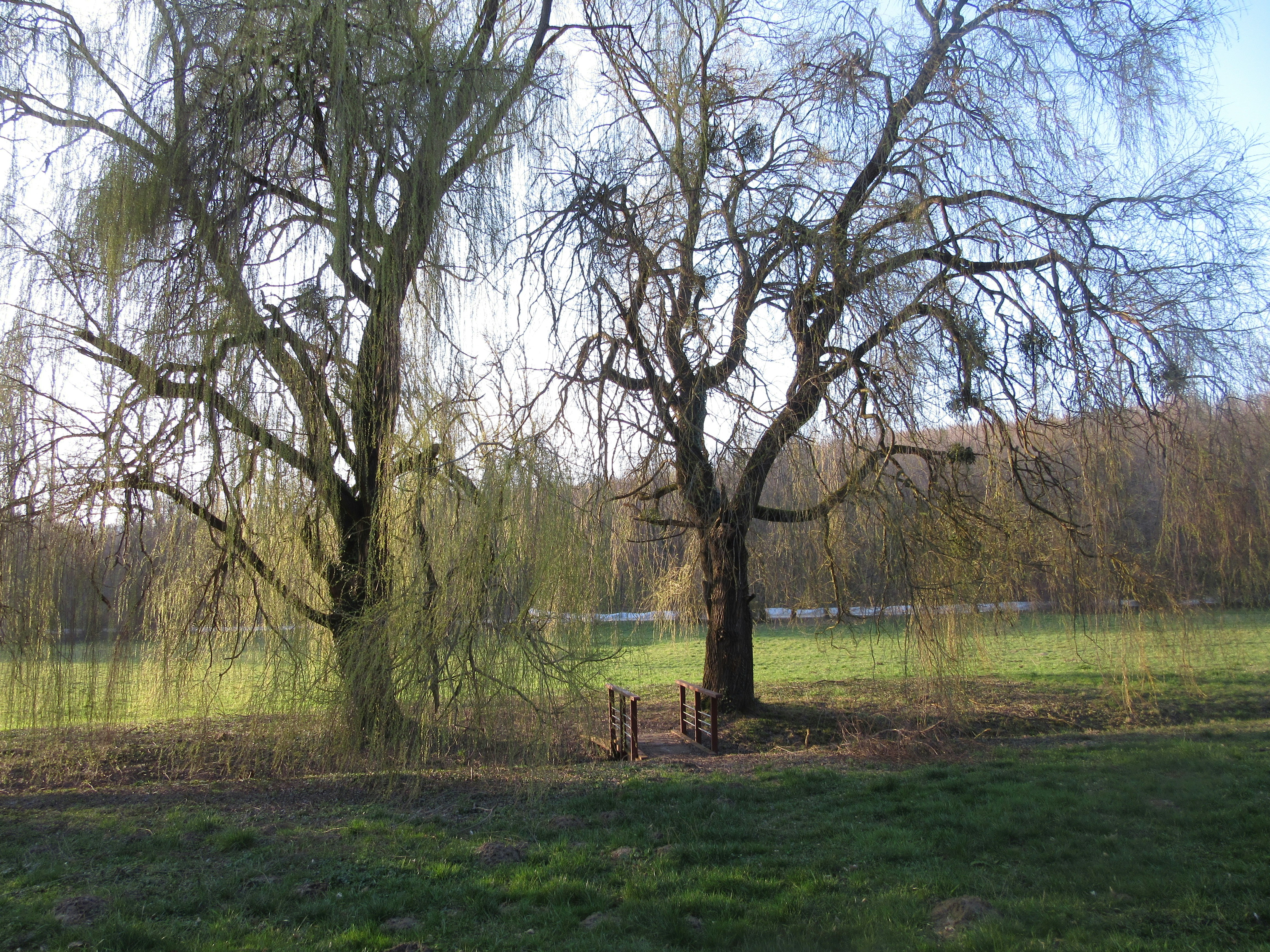 Photo by balint_miko