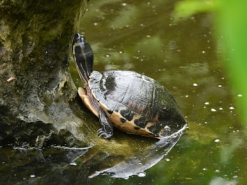 A turtle sitting on top of a rock in the water