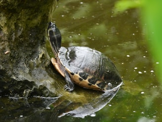A turtle sitting on top of a rock in the water