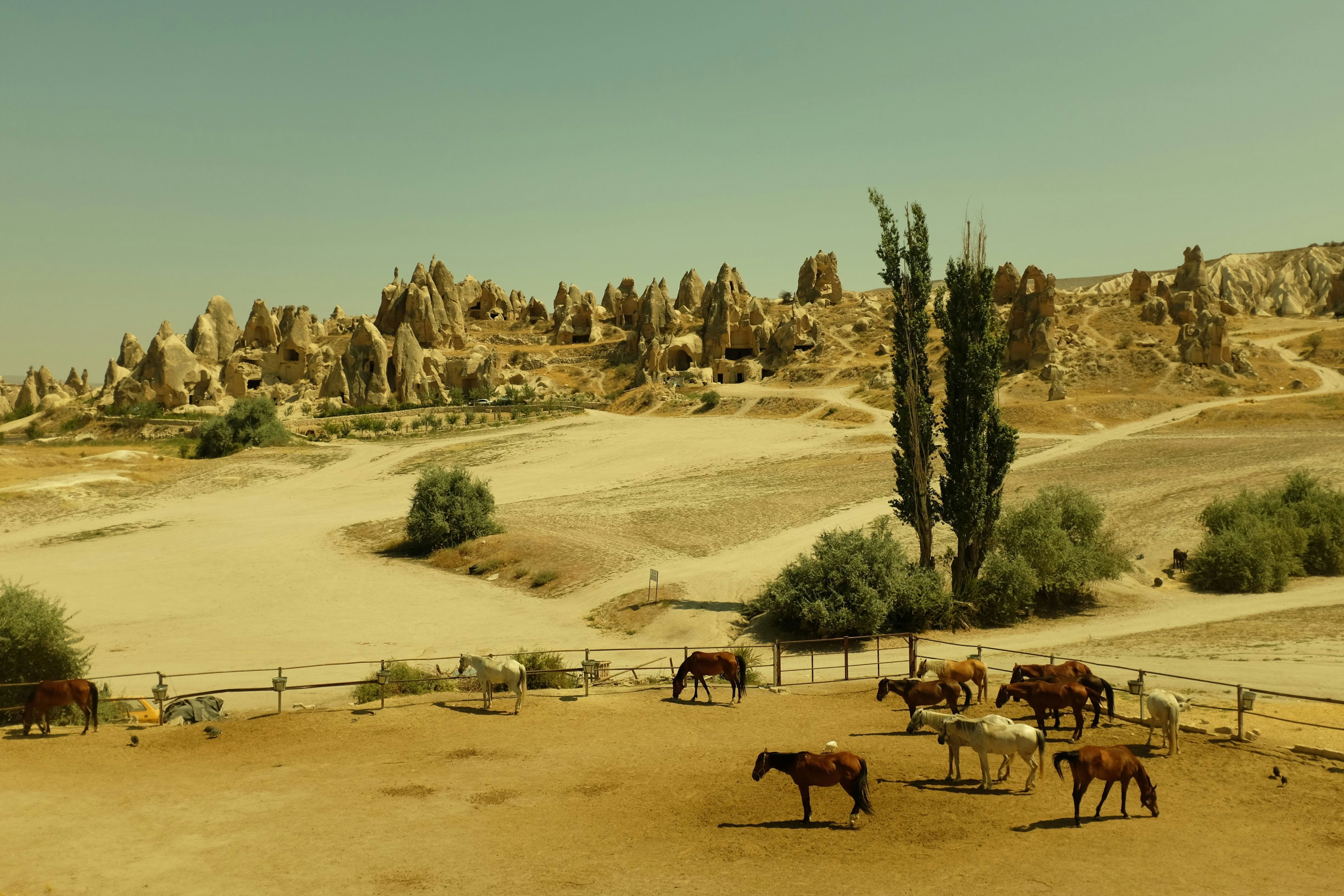 A herd of horses standing on top of a dirt field