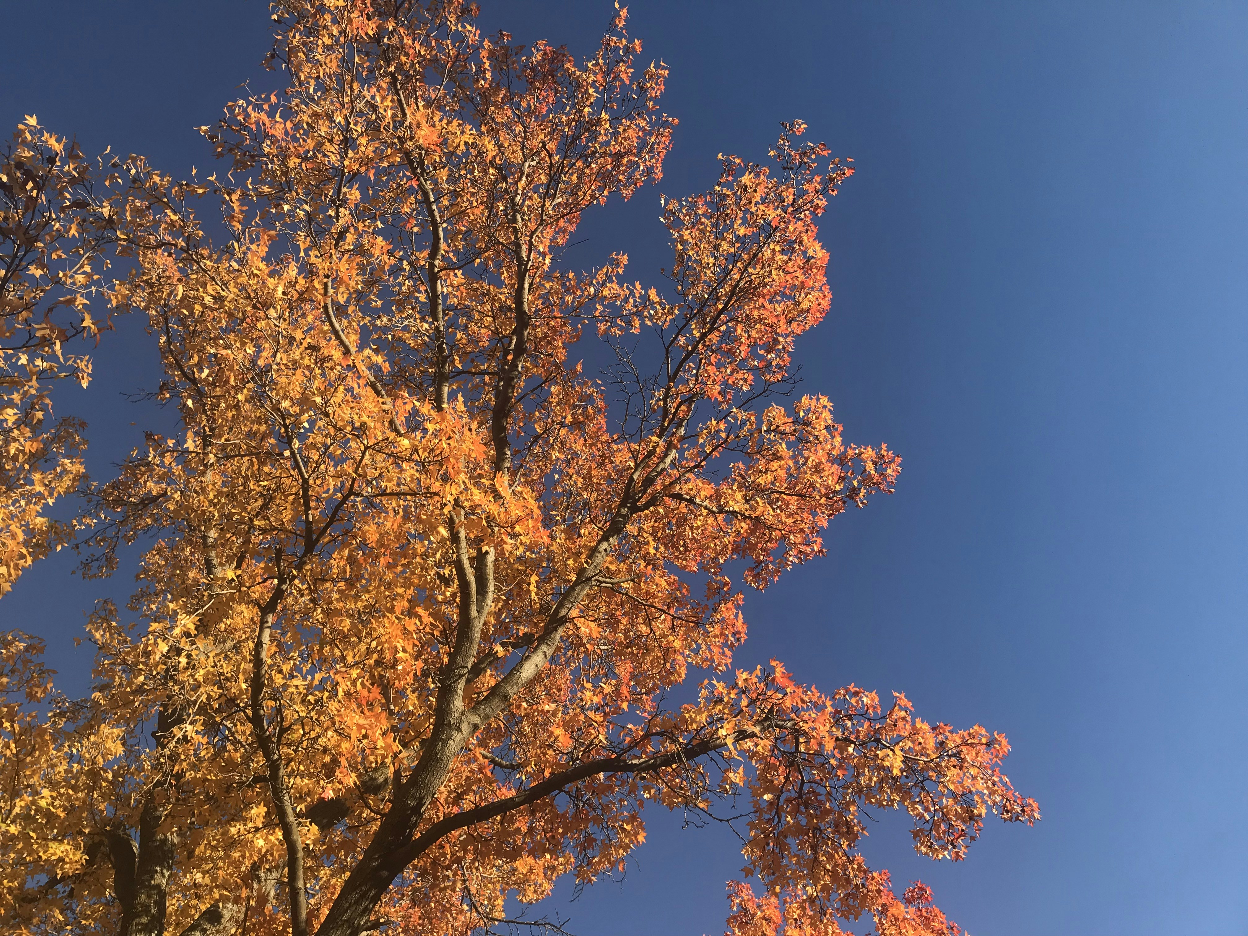 Photo by adamblueorange