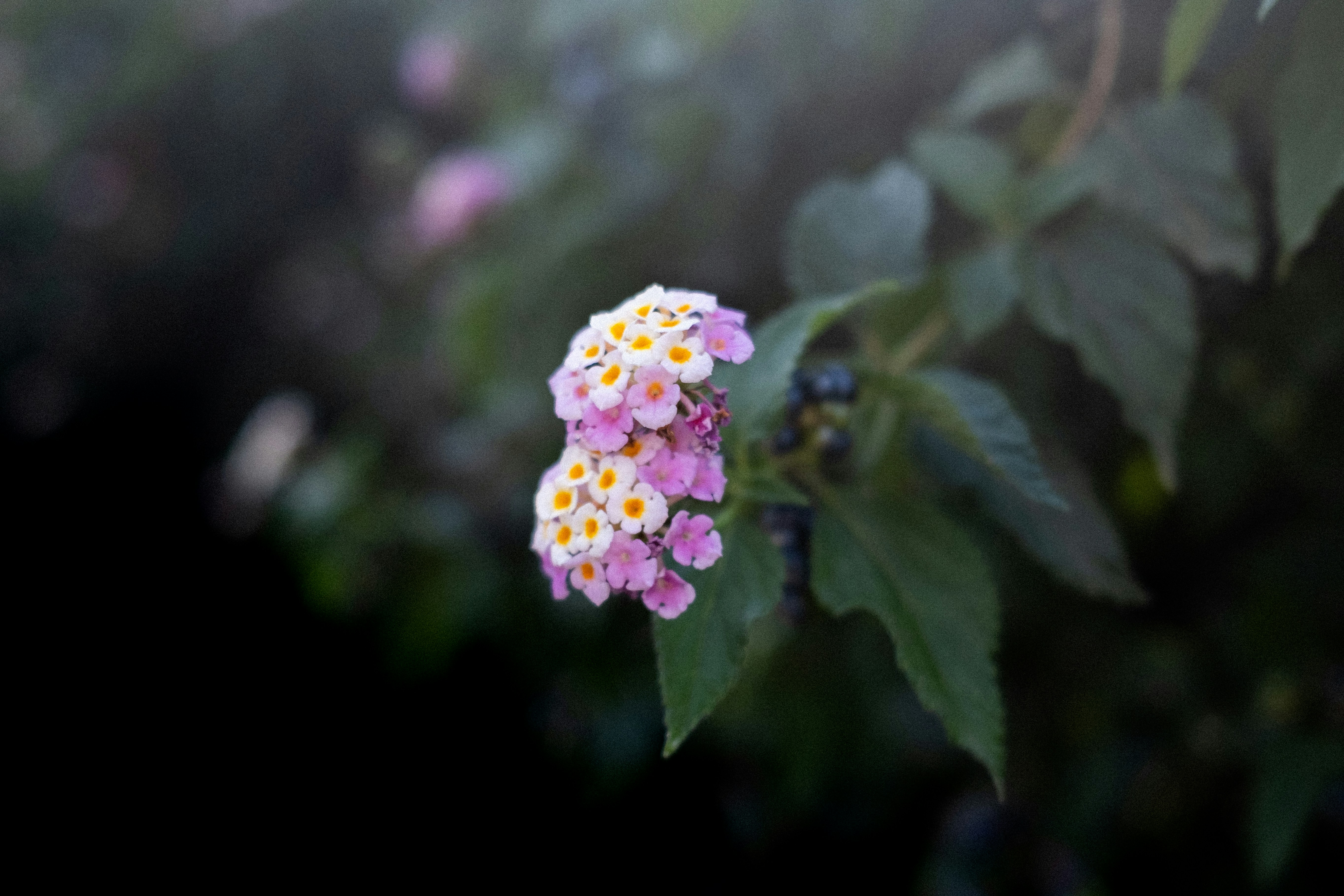 Photo by lauraespana