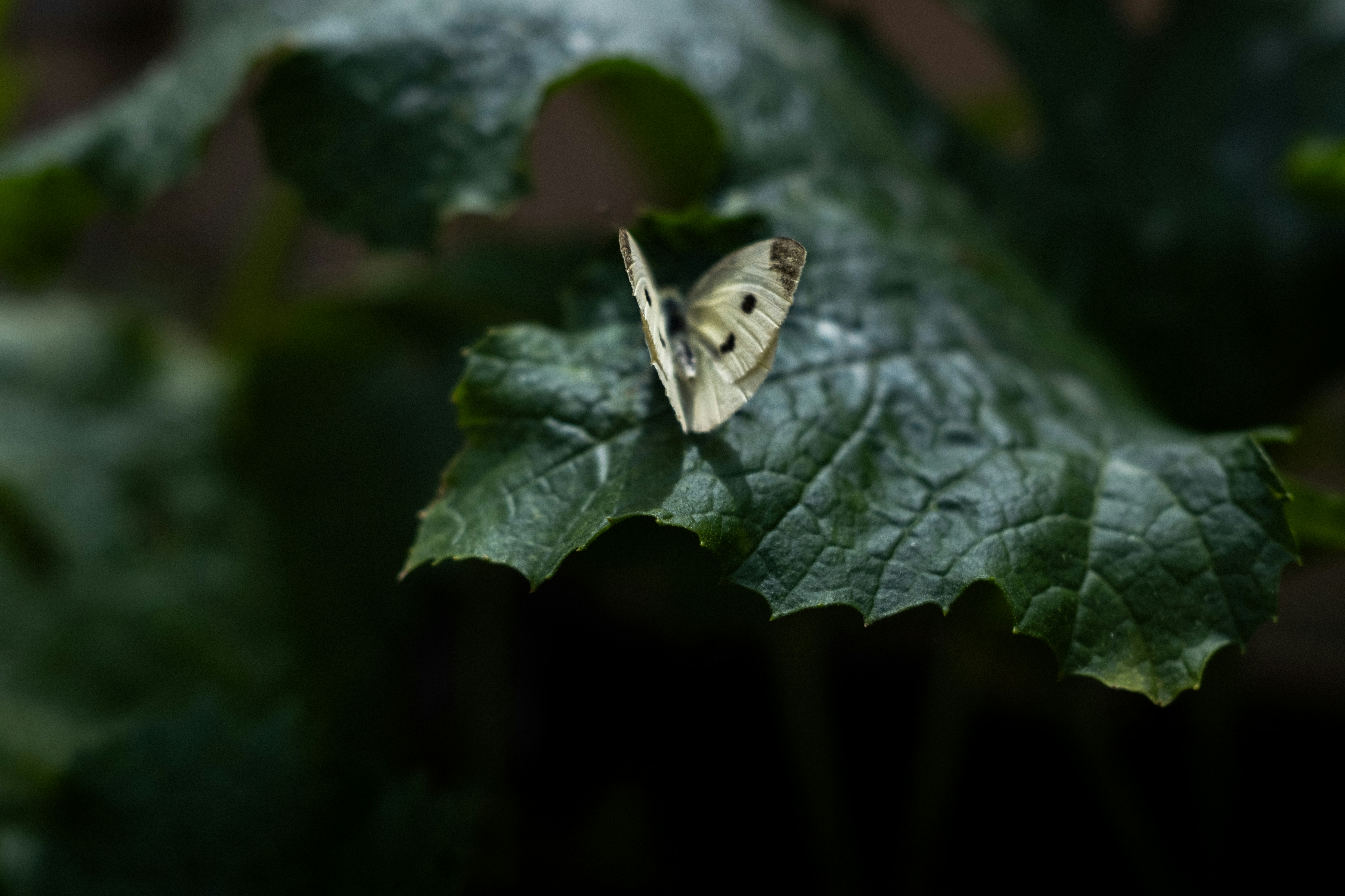 Photo by lauraespana