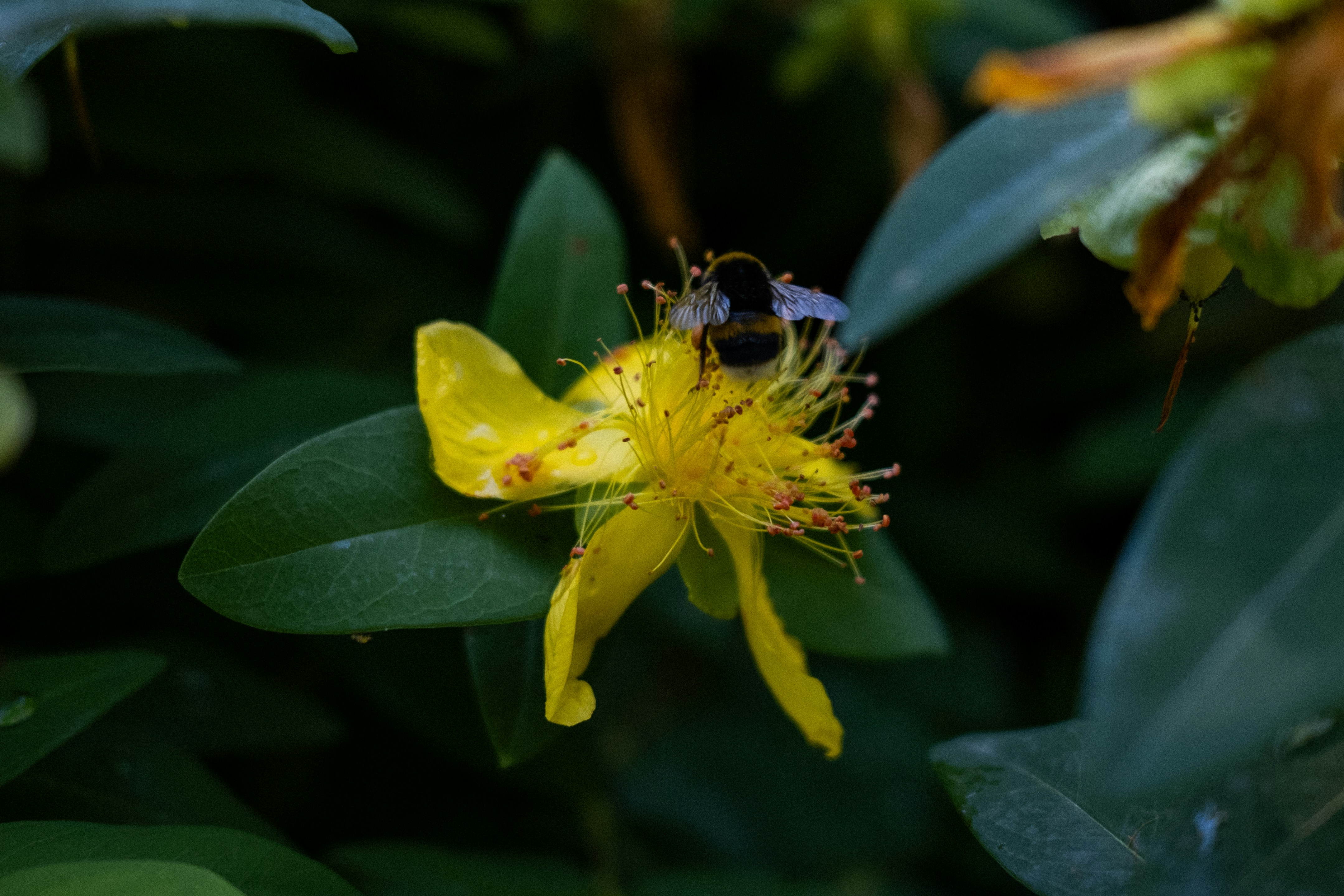 A yellow flower with a bee on it