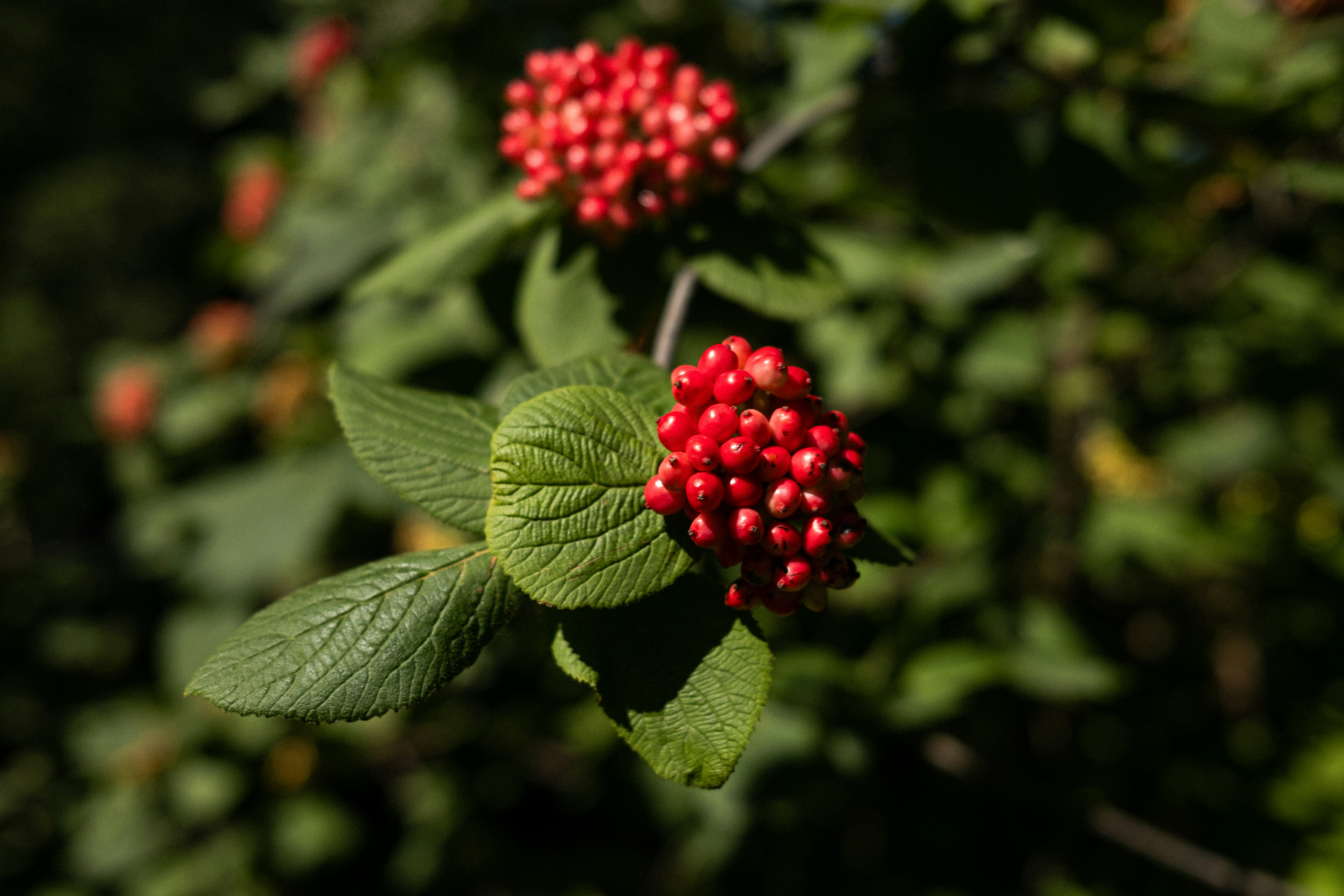 Photo by lauraespana