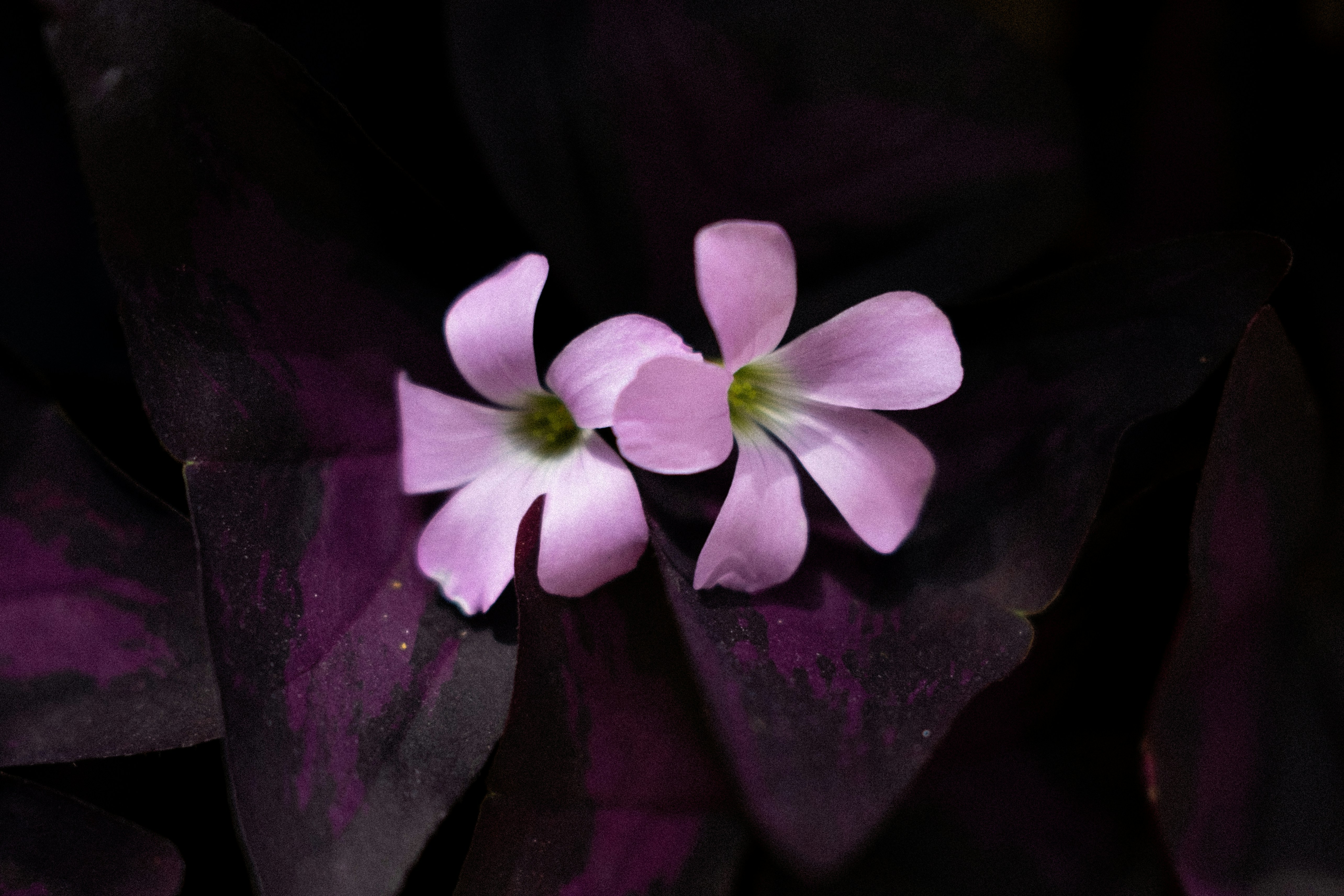 Photo by lauraespana