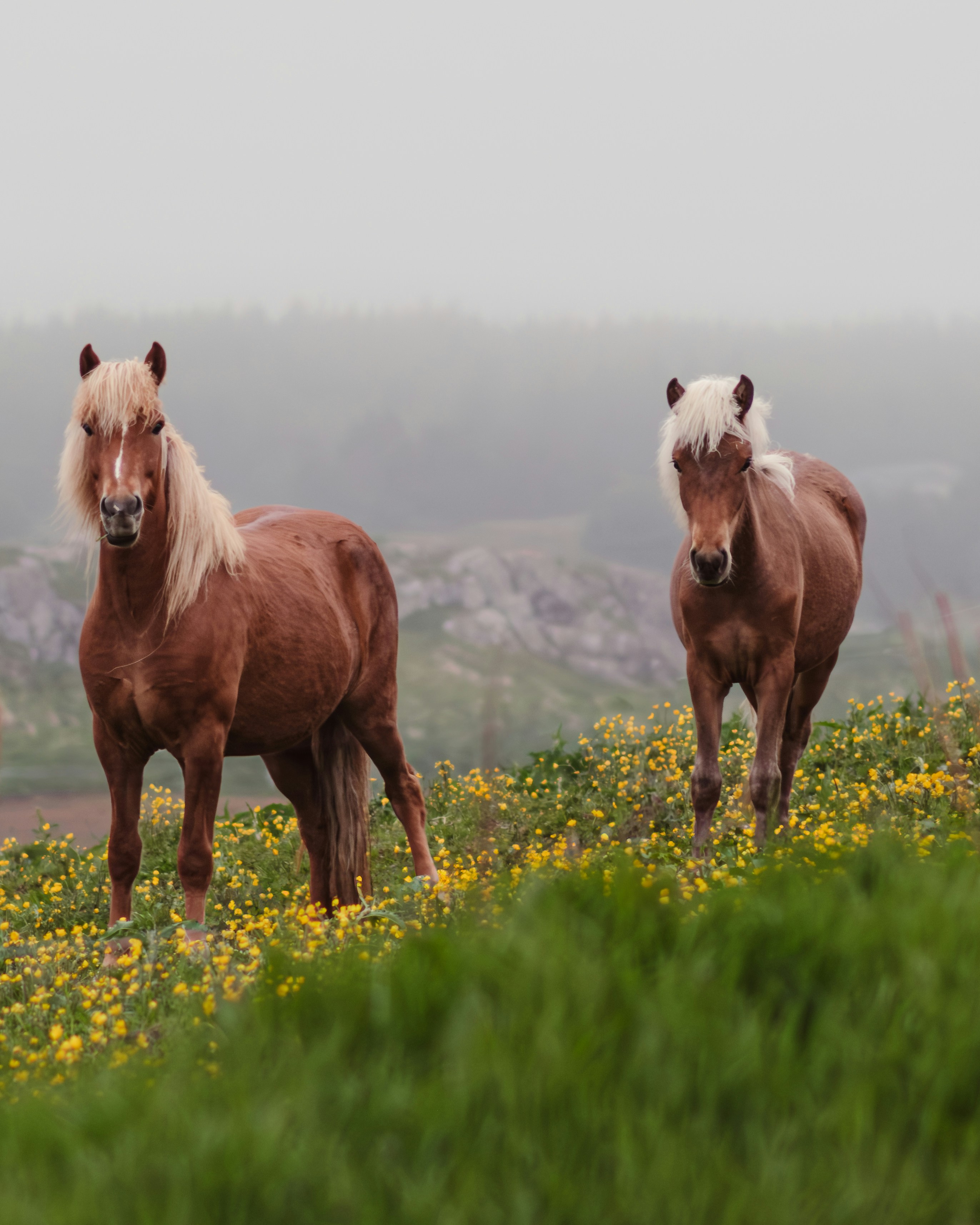 Two brown horses standing in a field of yellow flowers