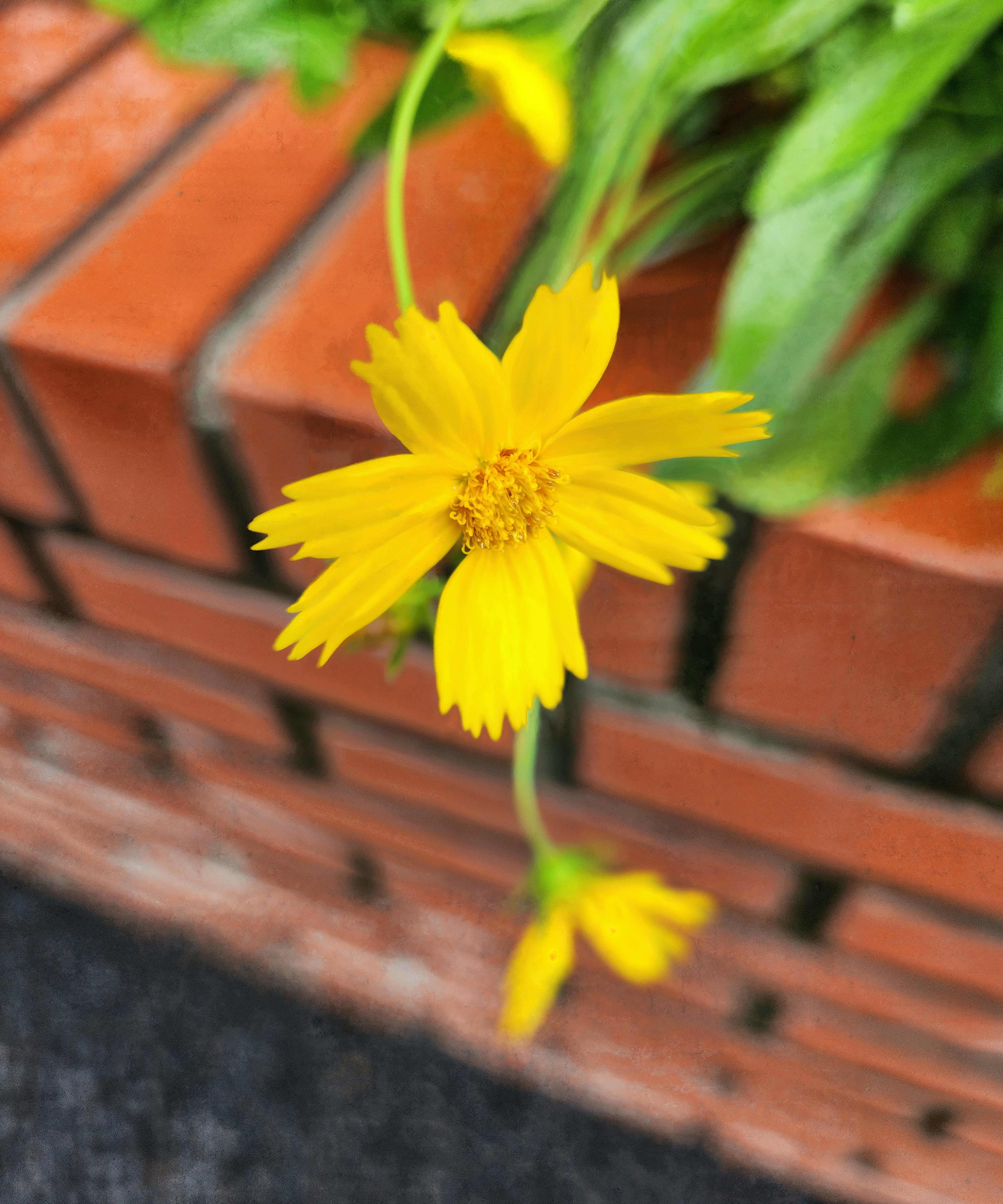 A yellow flower sitting on top of a brick planter