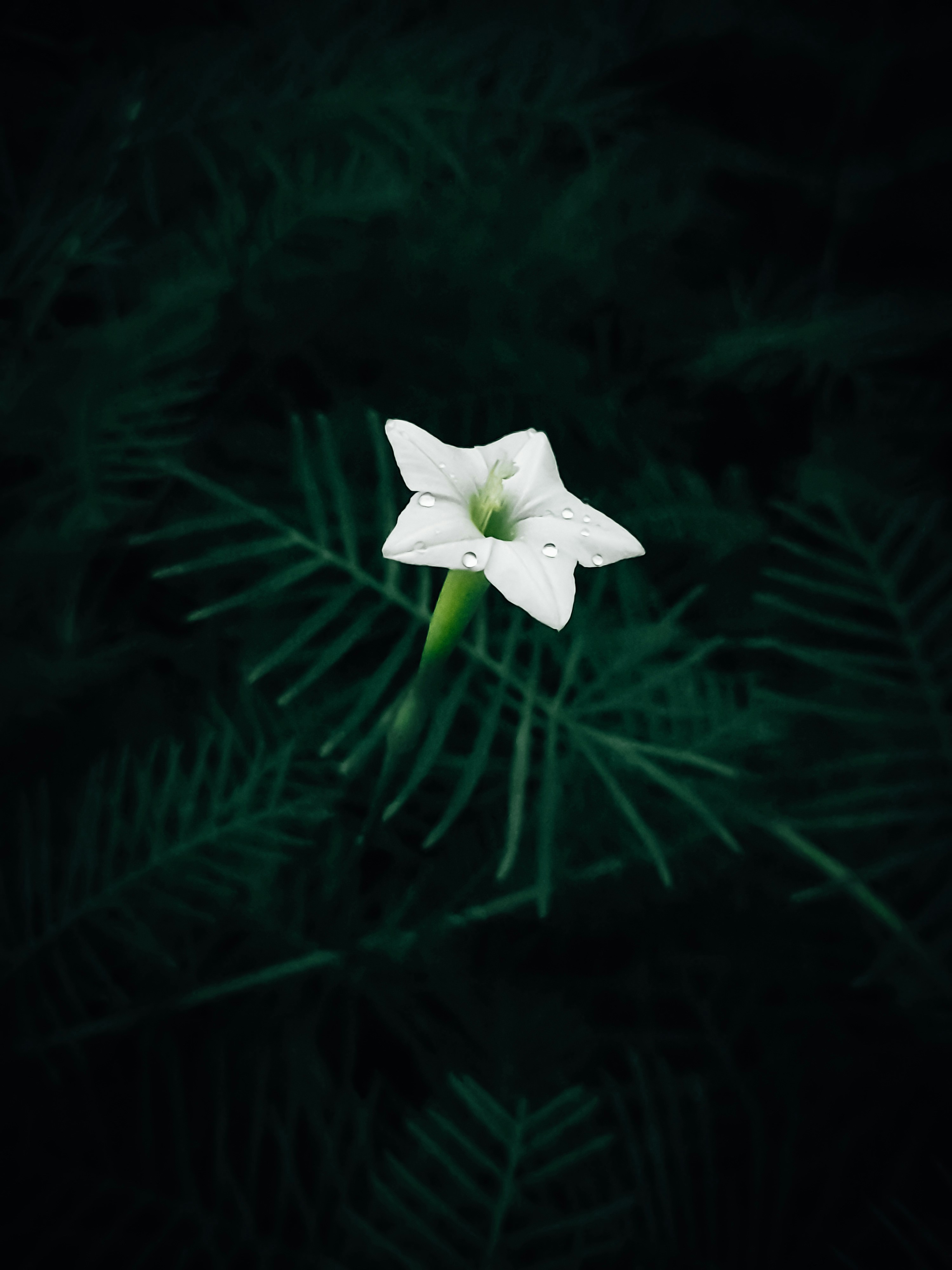 Una flor blanca sentada encima de una planta verde