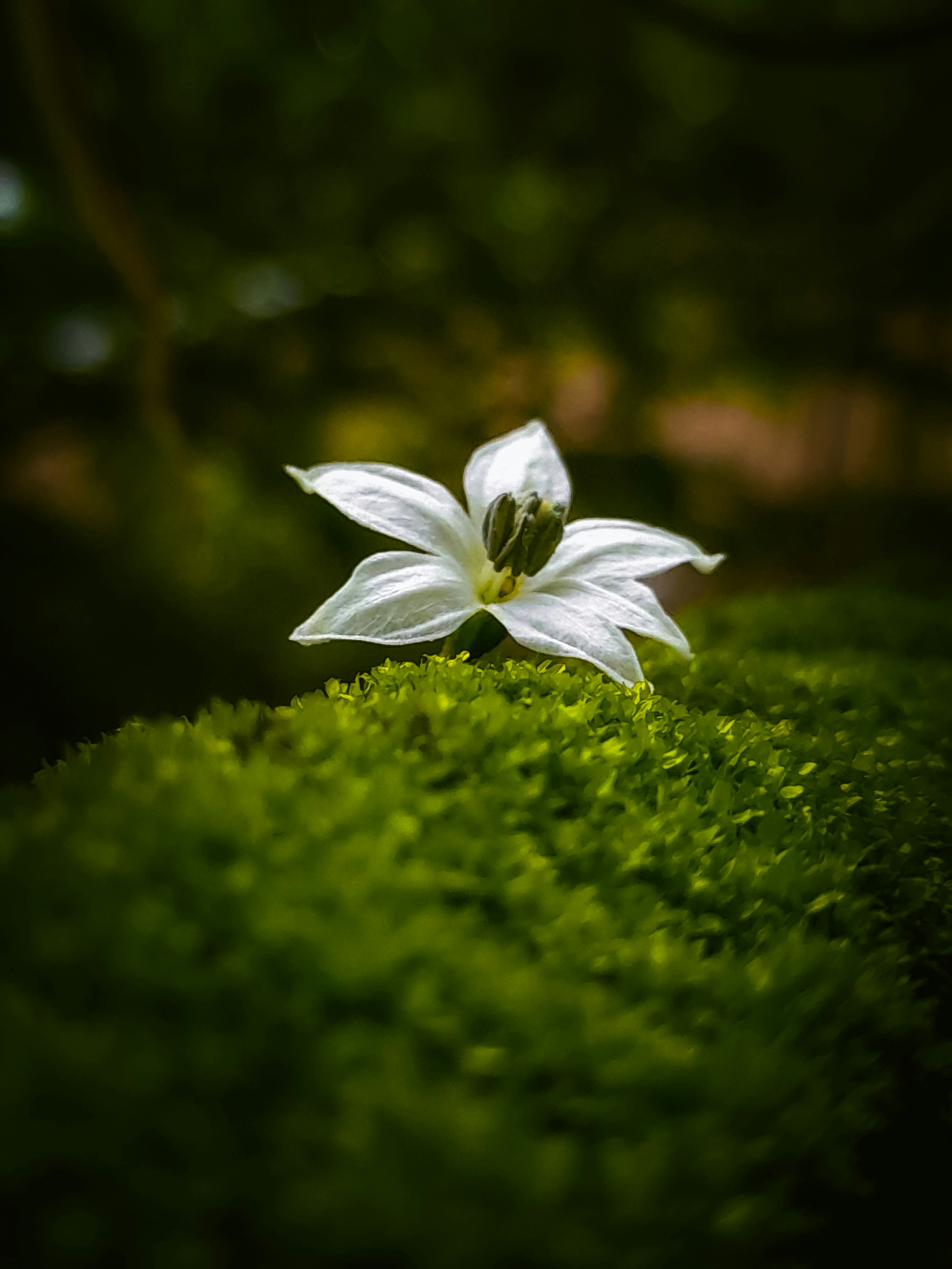 Una pequeña flor blanca sentada en la cima de un exuberante campo verde