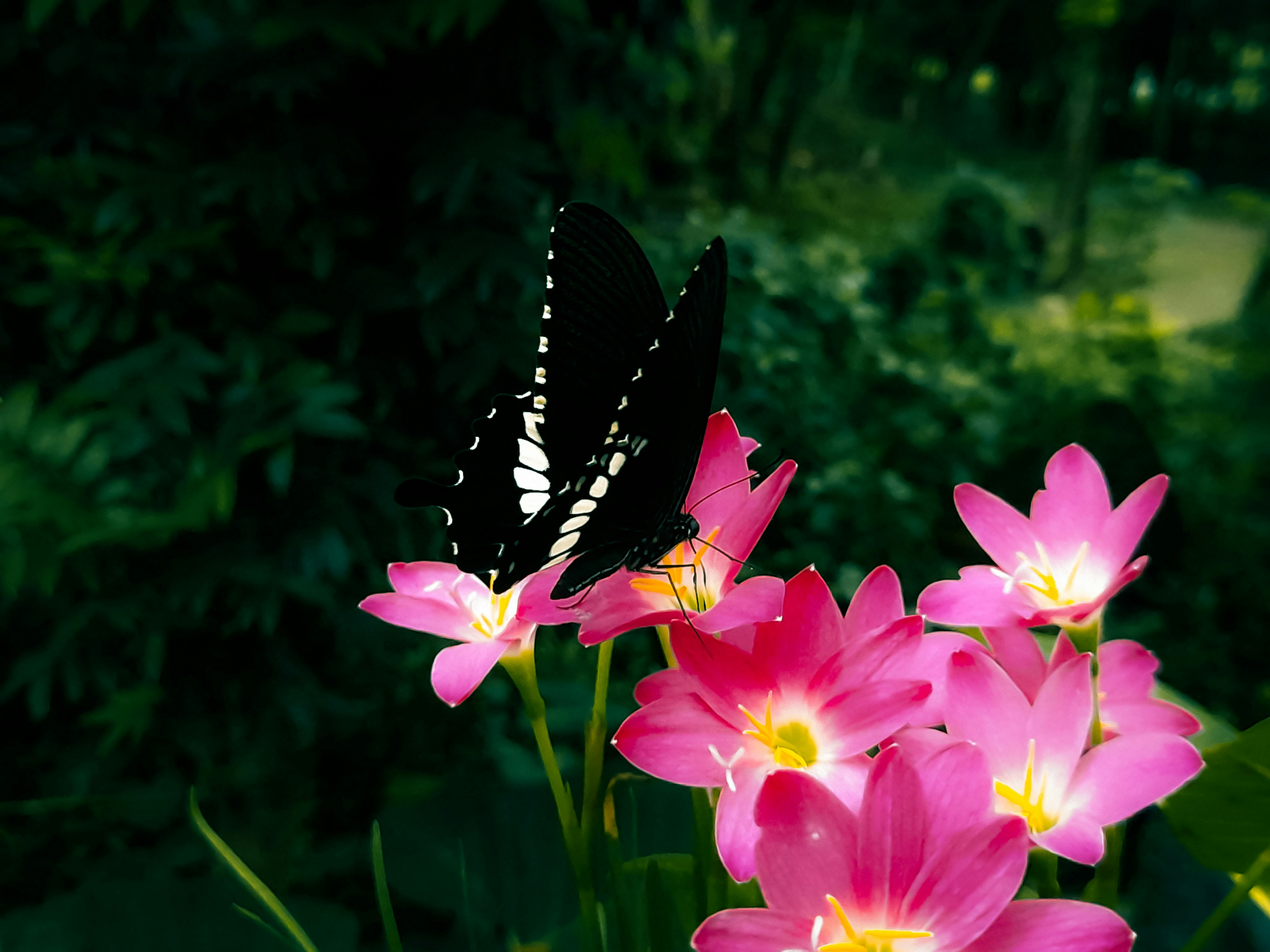 Una mariposa blanca y negra sentada sobre flores rosadas