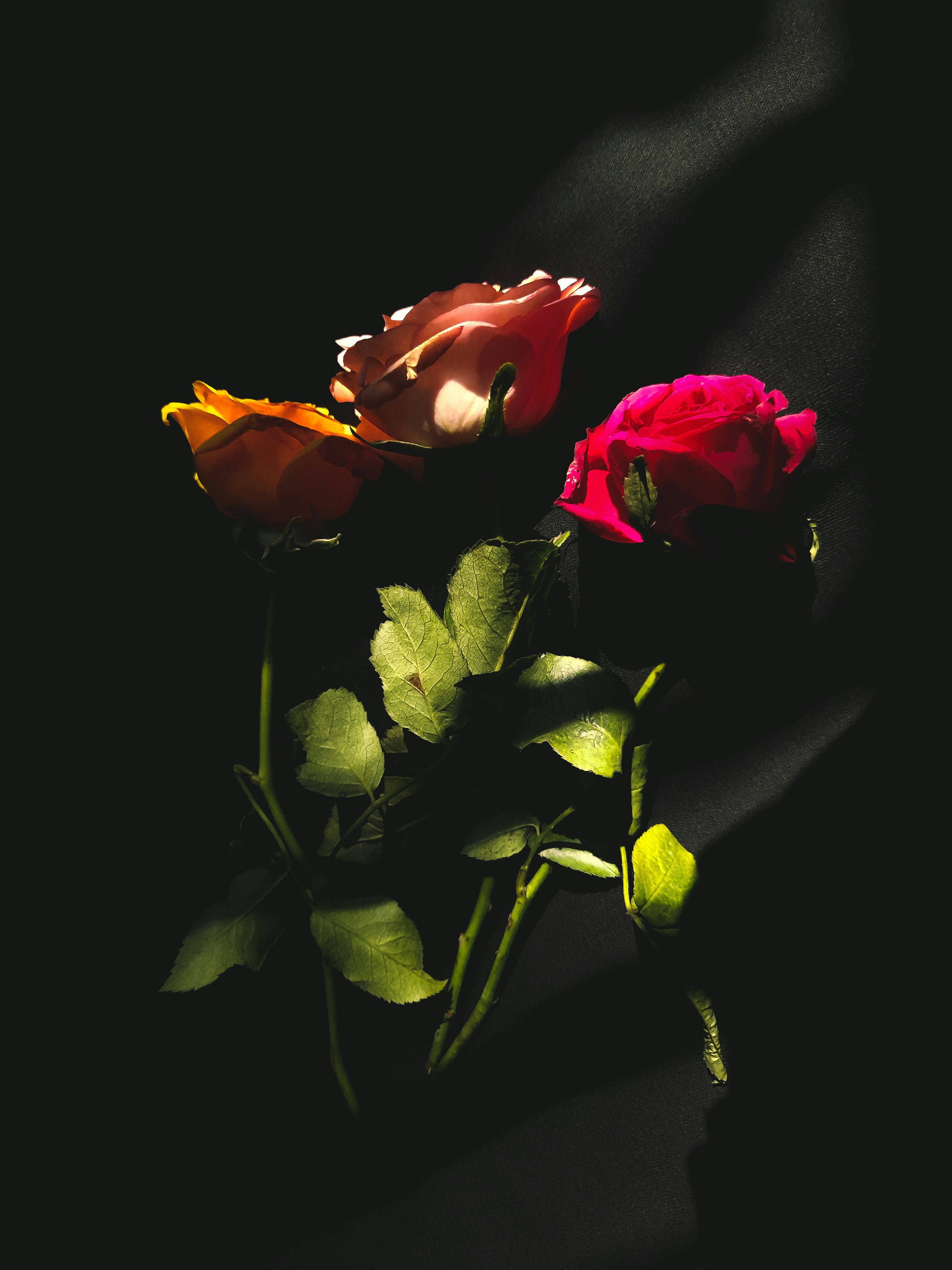 Photo by momotaj6717