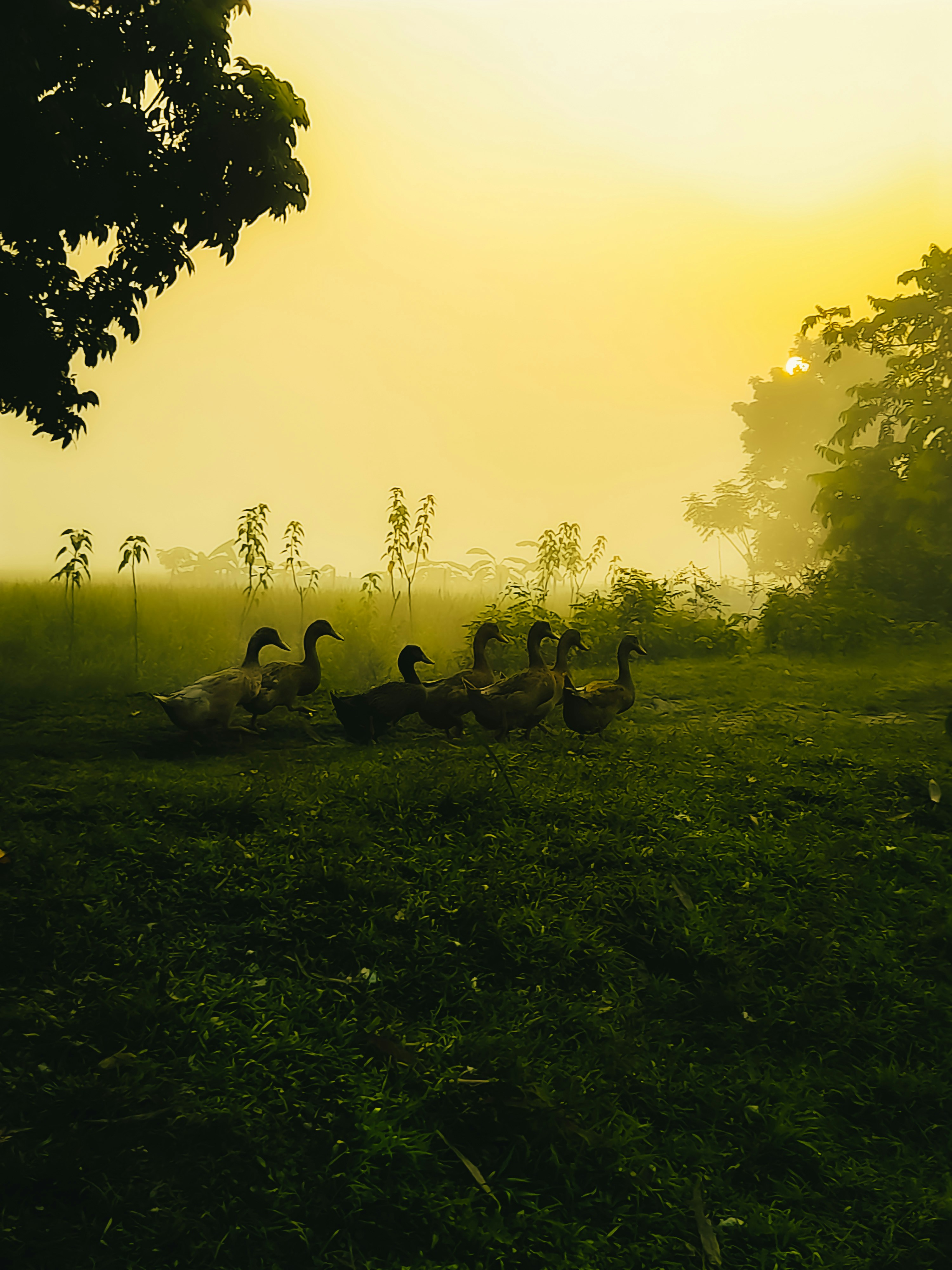 Un grupo de patos sentados en la cima de un exuberante campo verde