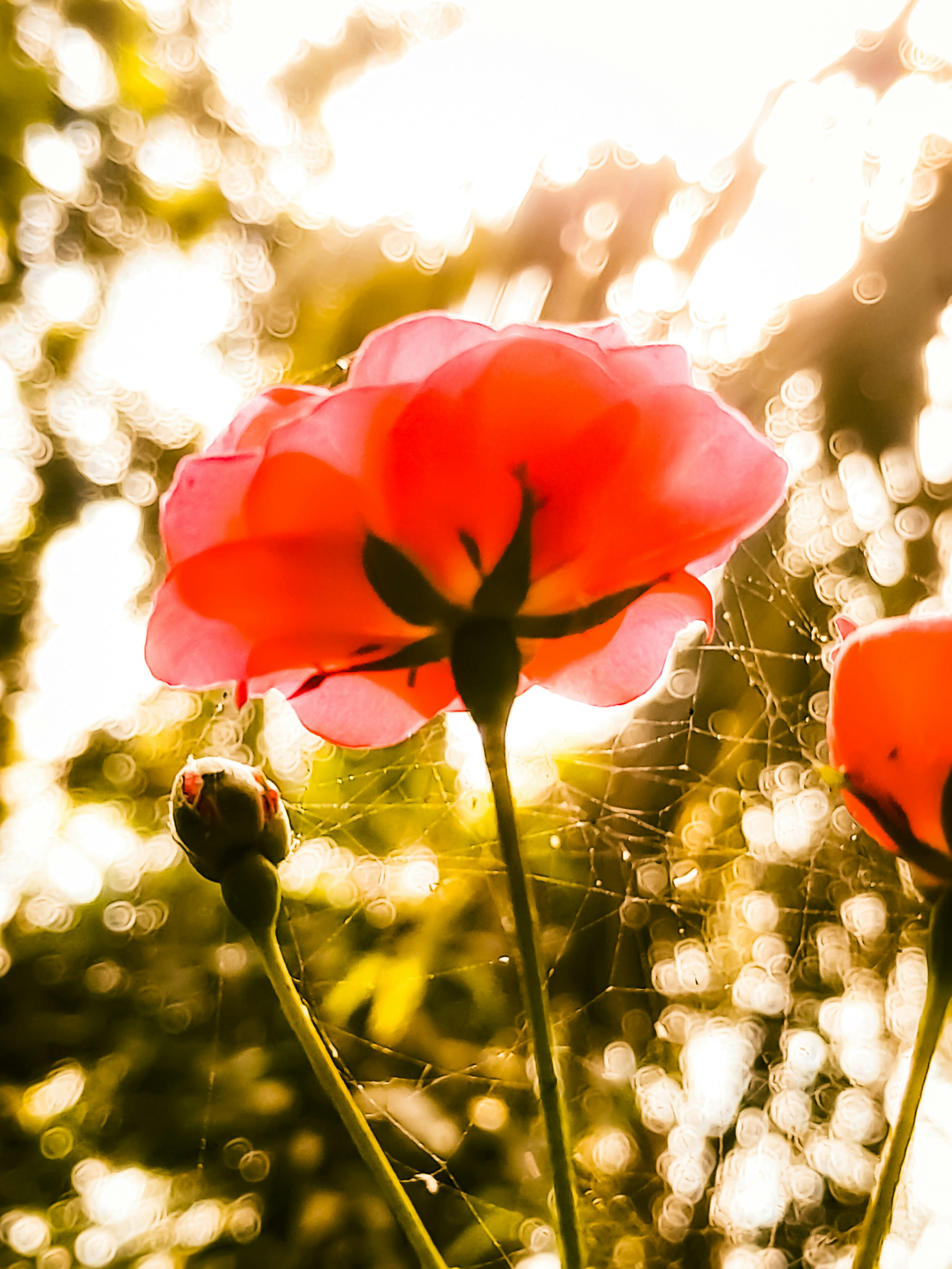 Dos flores rojas frente al sol