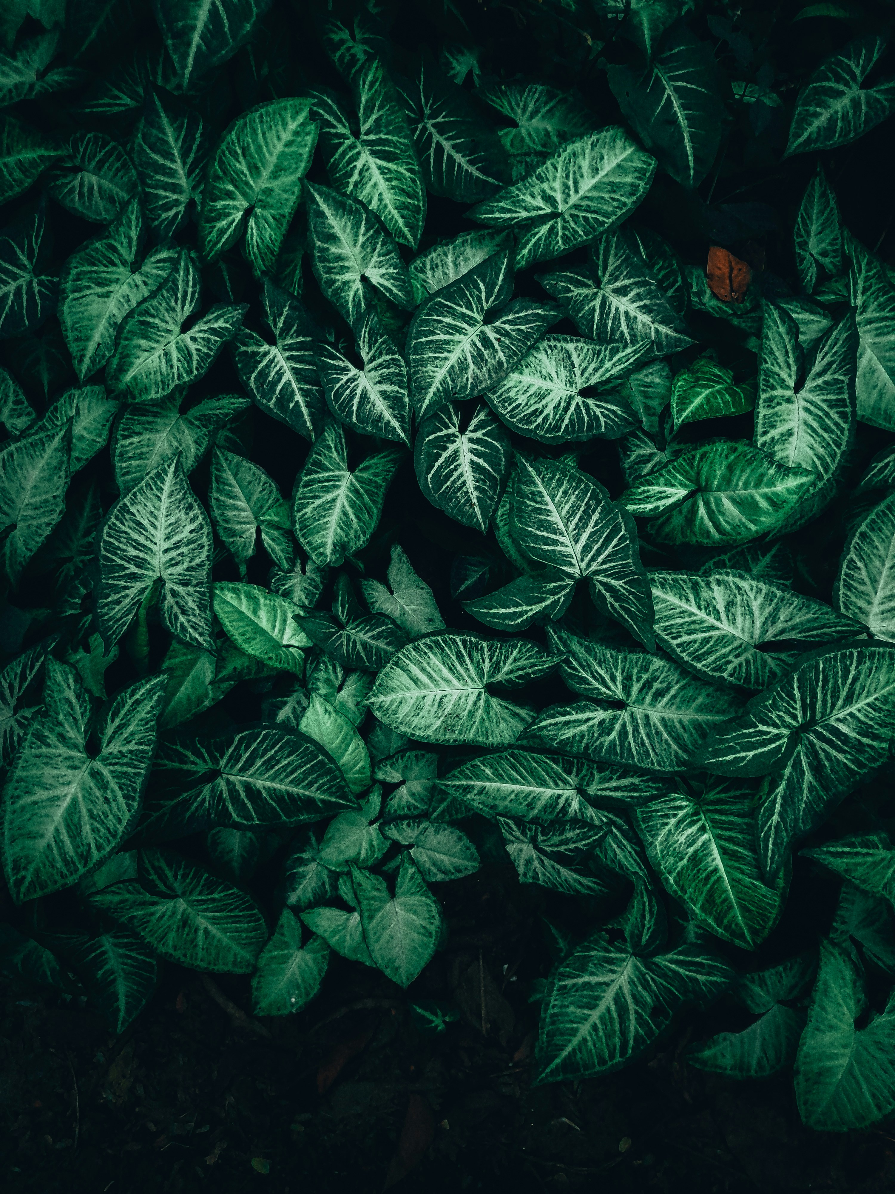 Photo by momotaj6717