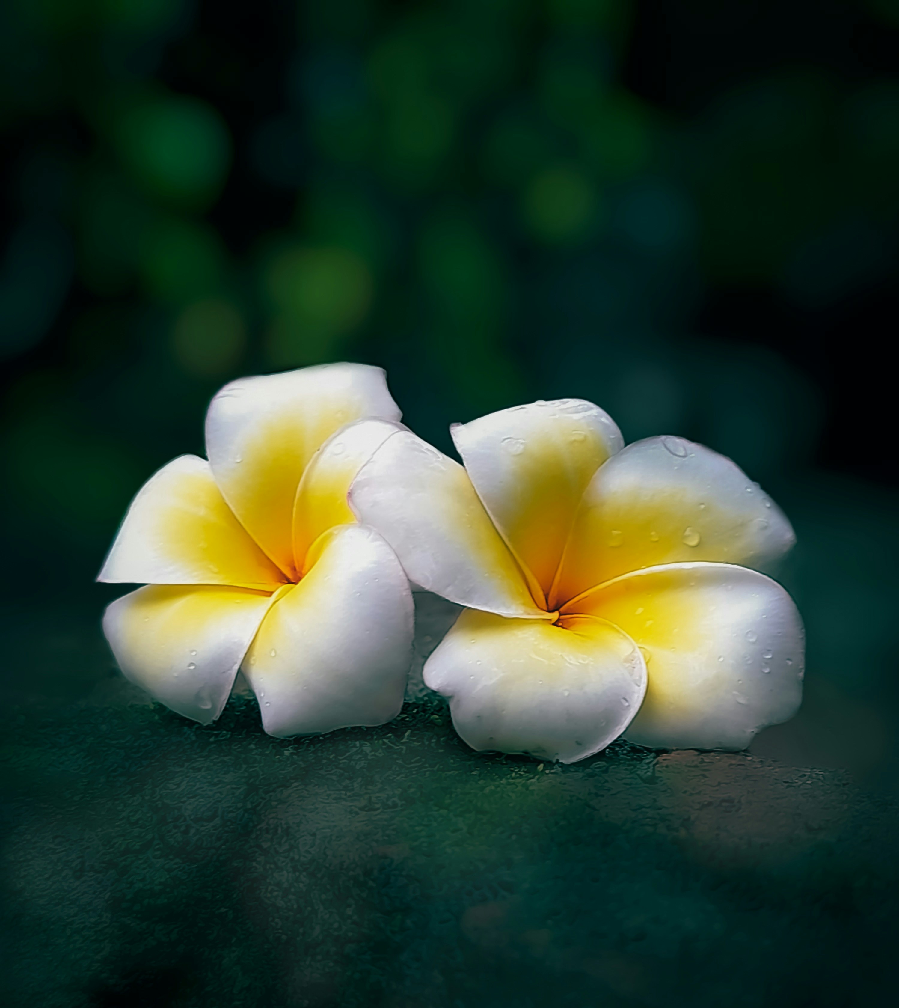 Dos flores blancas y amarillas sobre una superficie negra