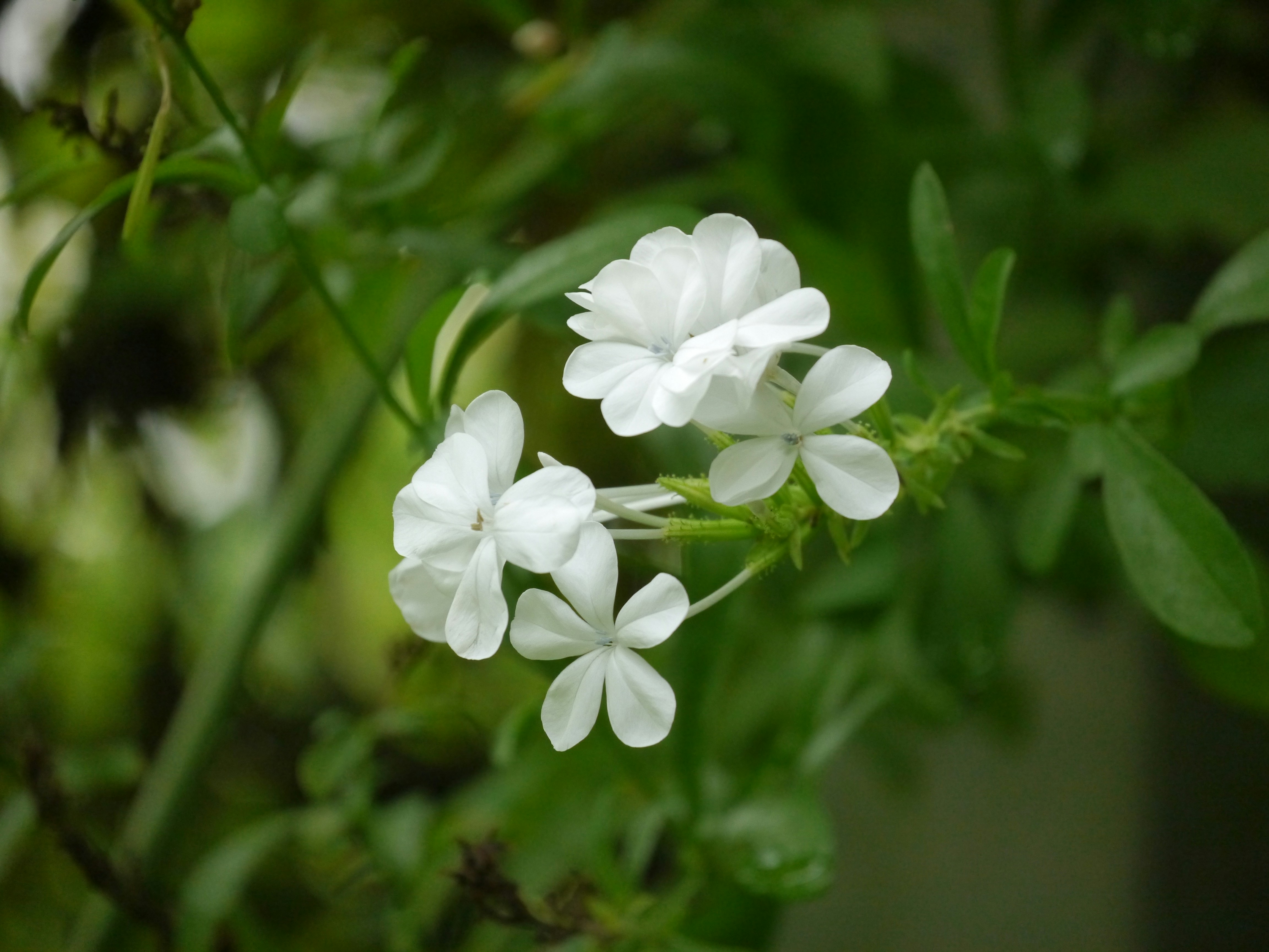 Lab Results Potency and Safety What to look for on Certificates