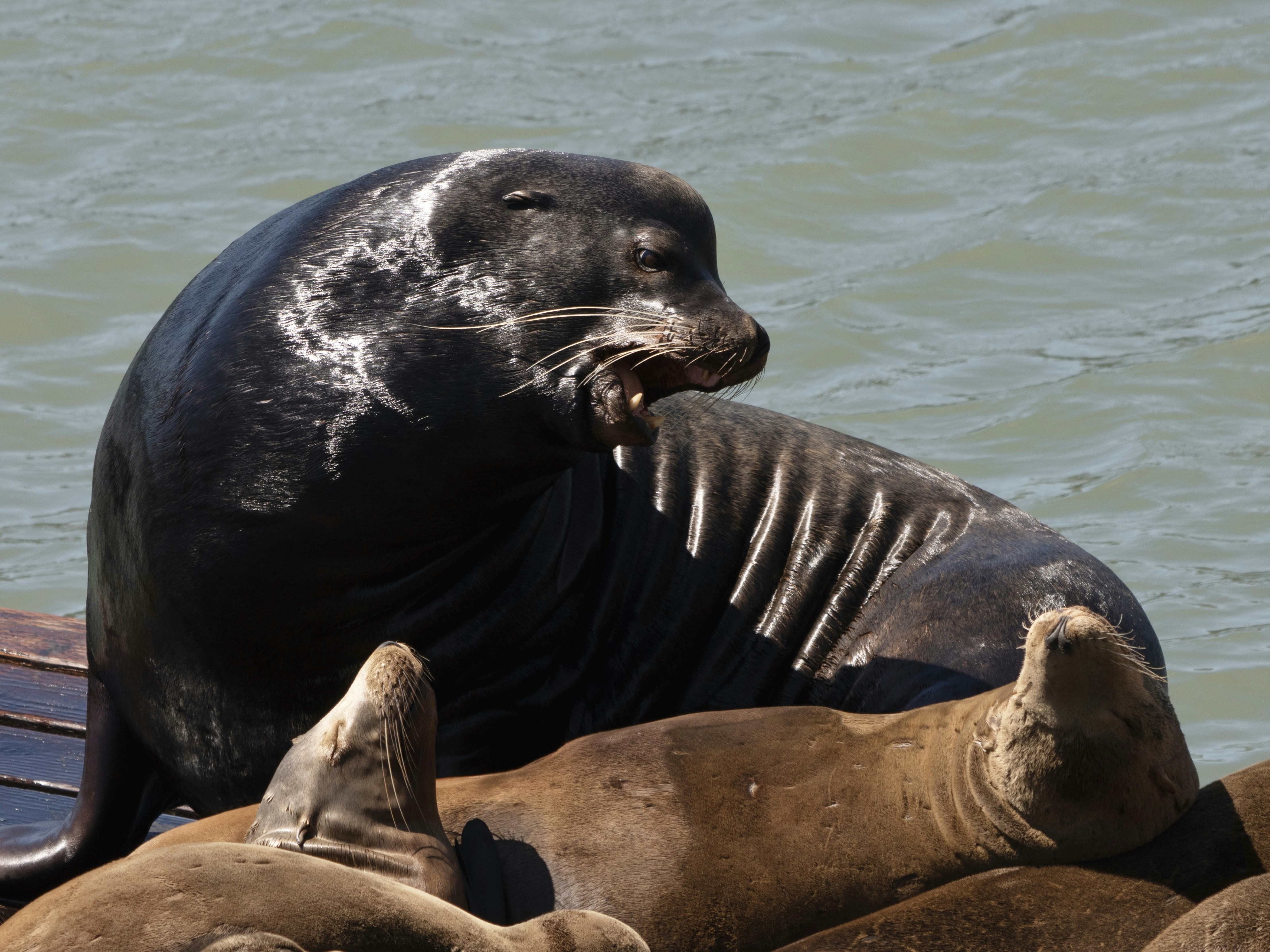 California Sea Lion