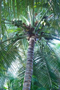 A tall palm tree with lots of green leaves