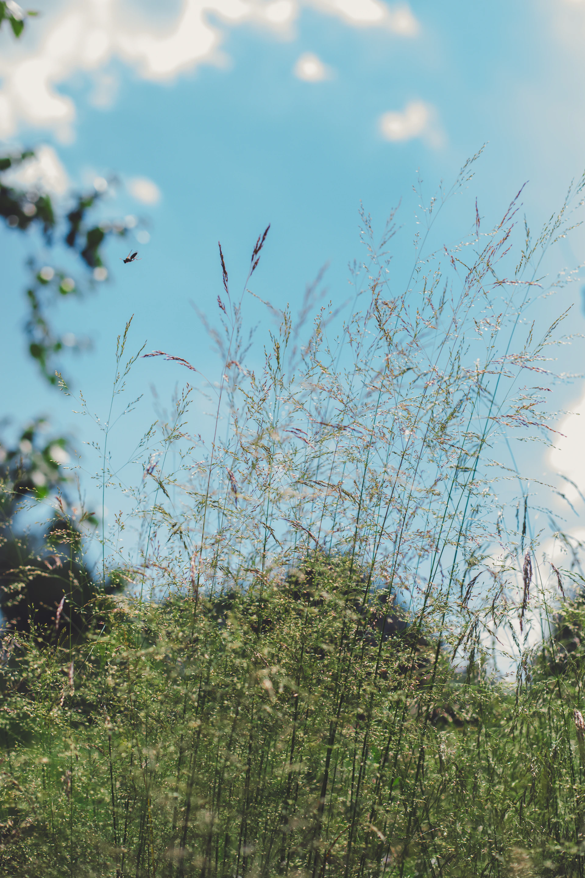 A bird flying over a lush green field under a blue sky