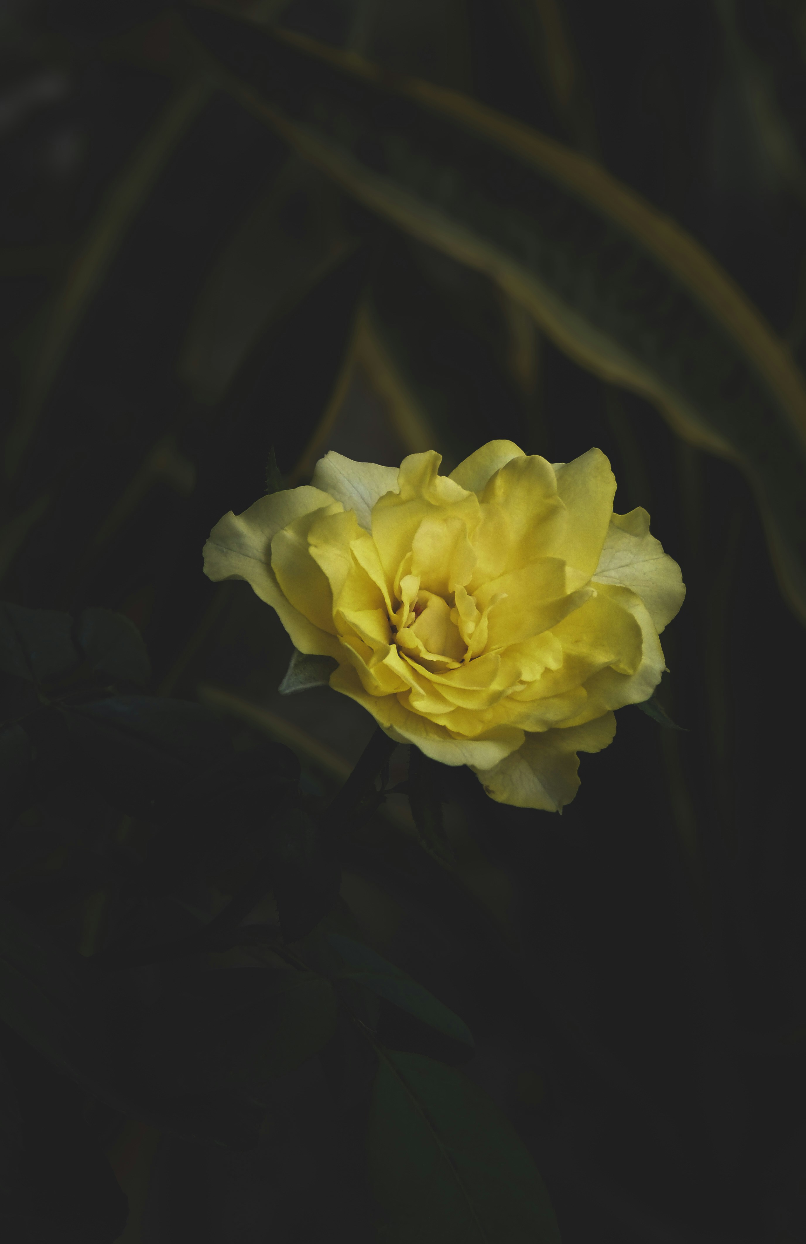 Photo by monoswita29