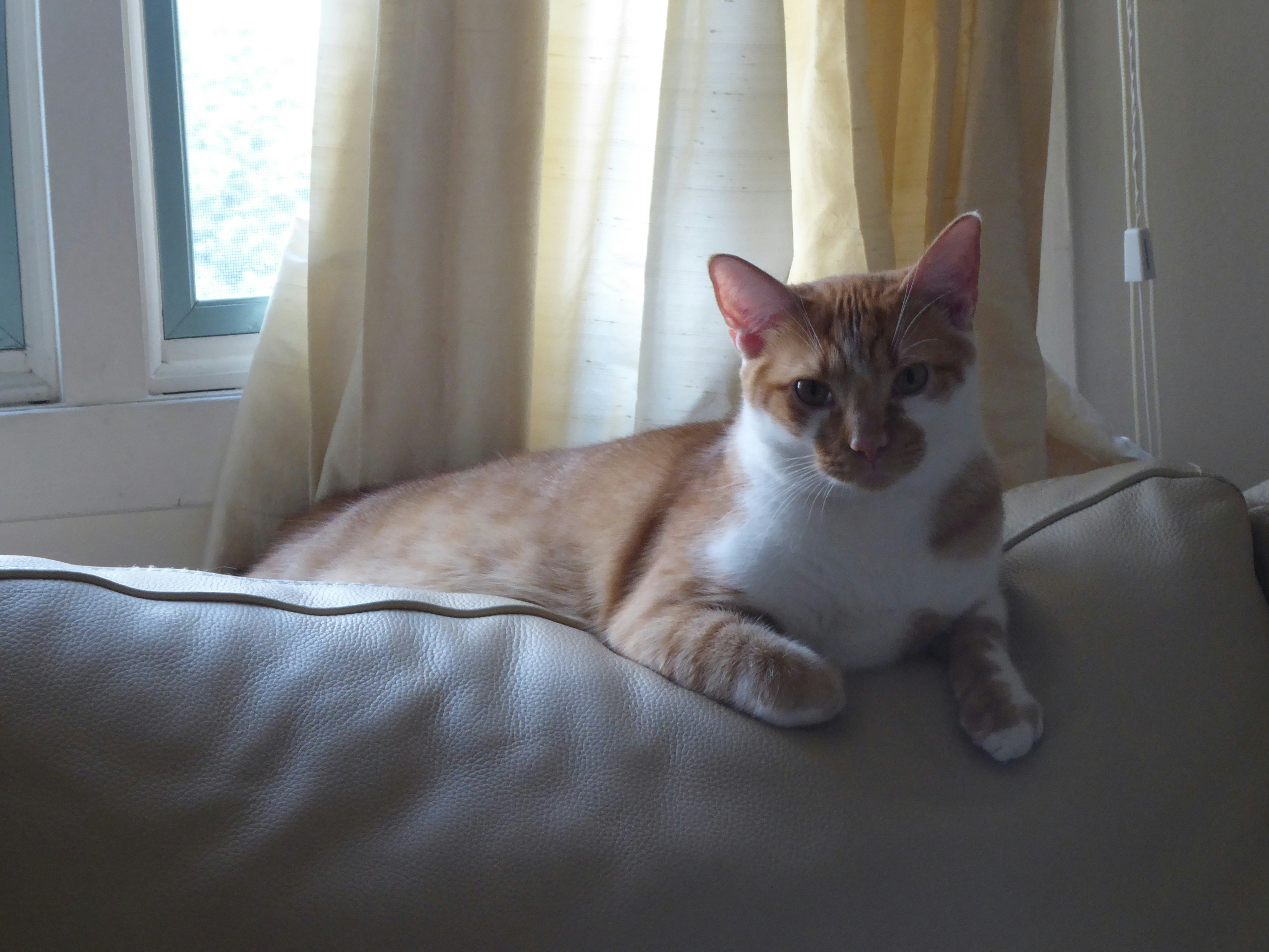 A cat is sitting on a pillow in front of a window