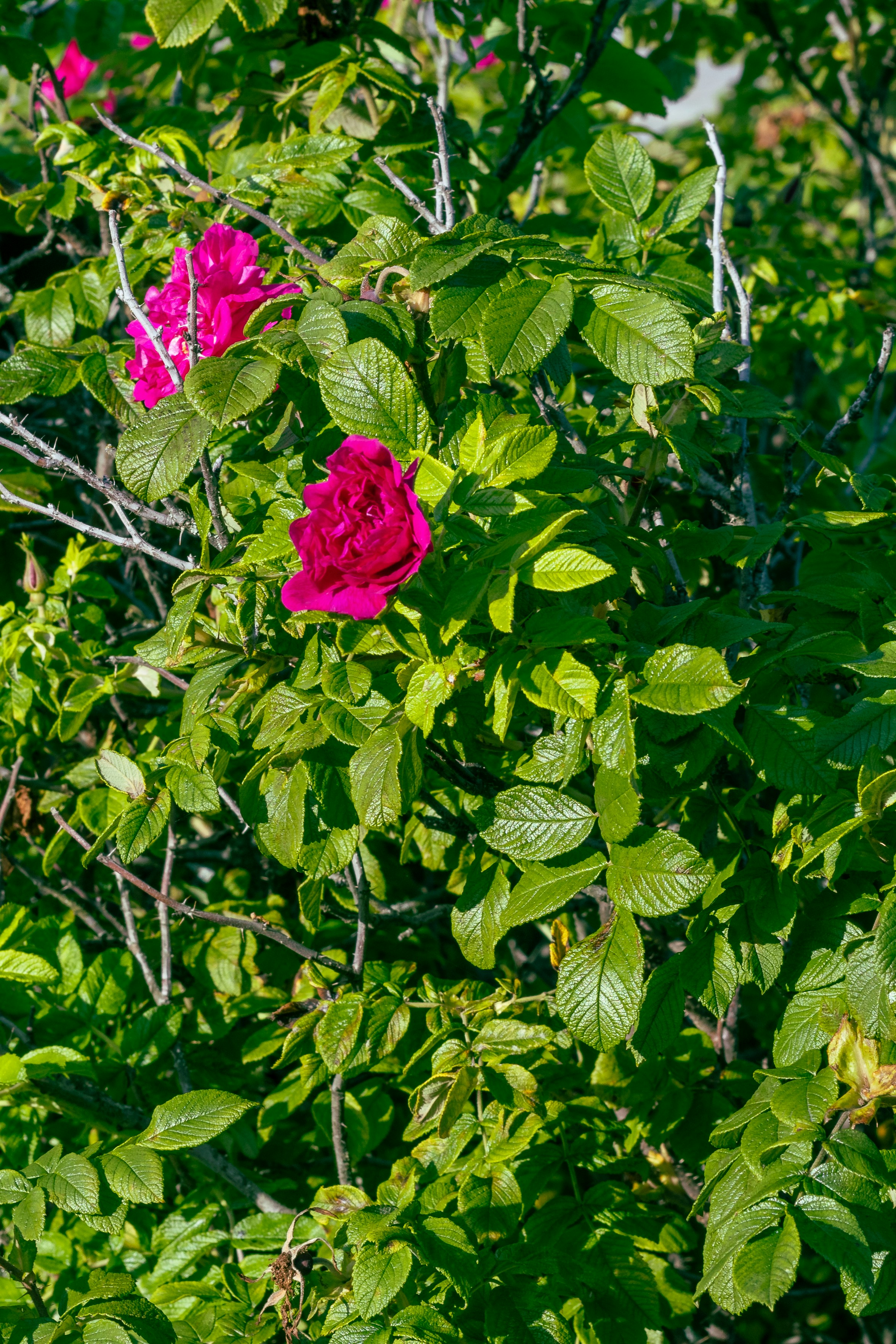 A bush with pink flowers and green leaves