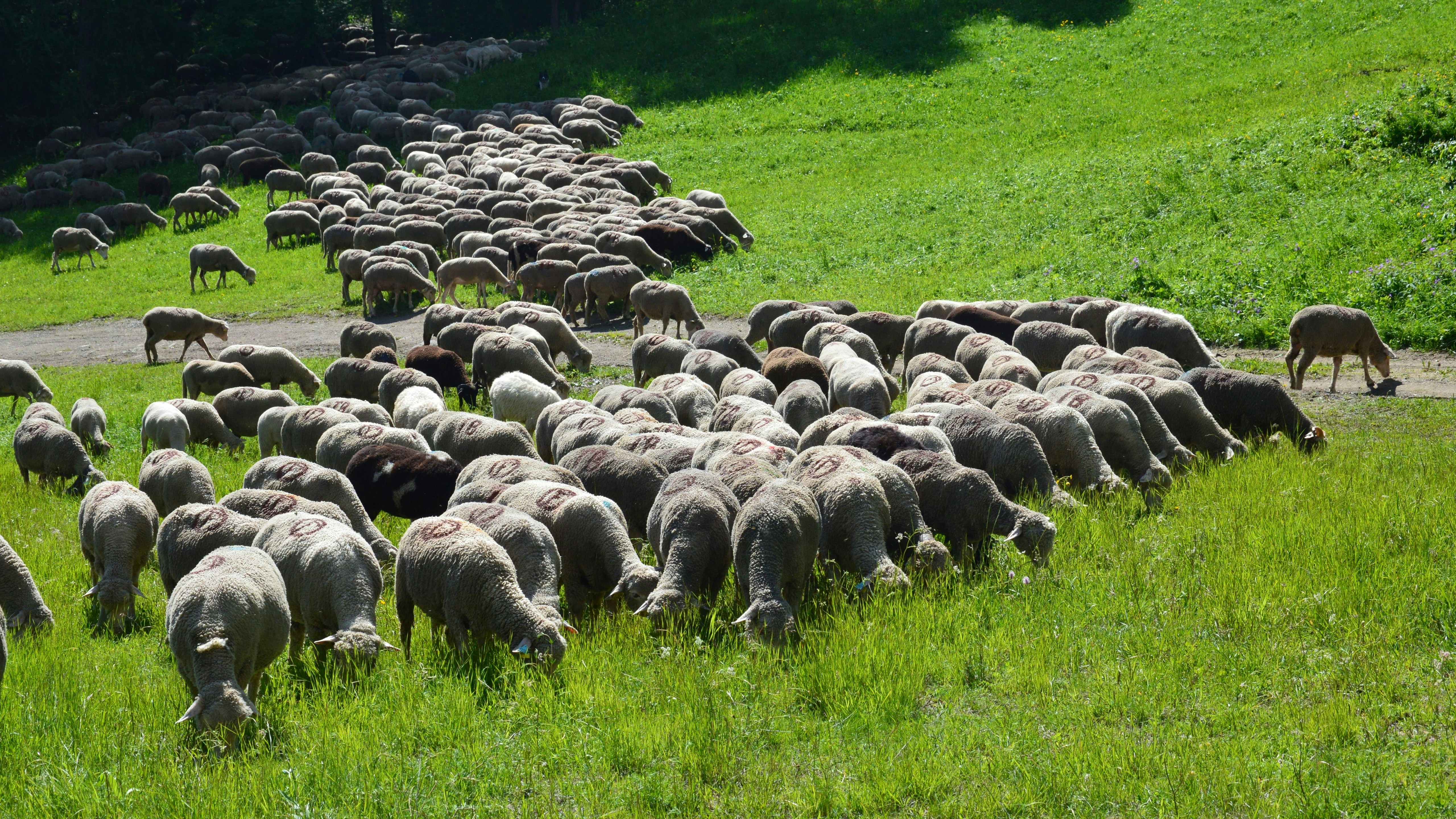 Un troupeau de moutons paissant sur une colline verdoyante