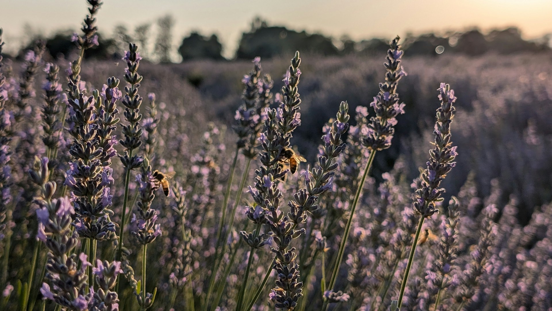 A field of lavender flowers with the sun in the background