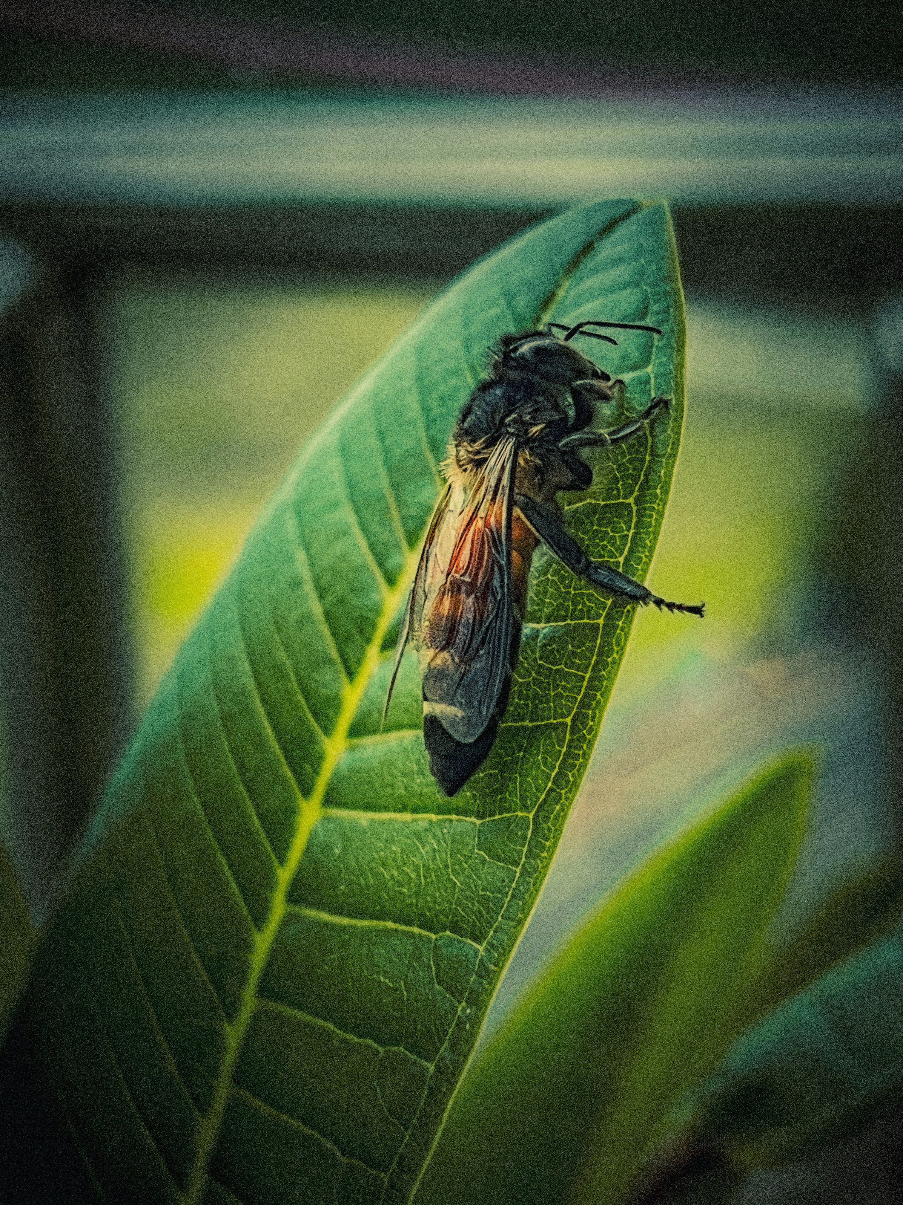 A bug sitting on top of a green leaf photo – Free Insect Image on Unsplash