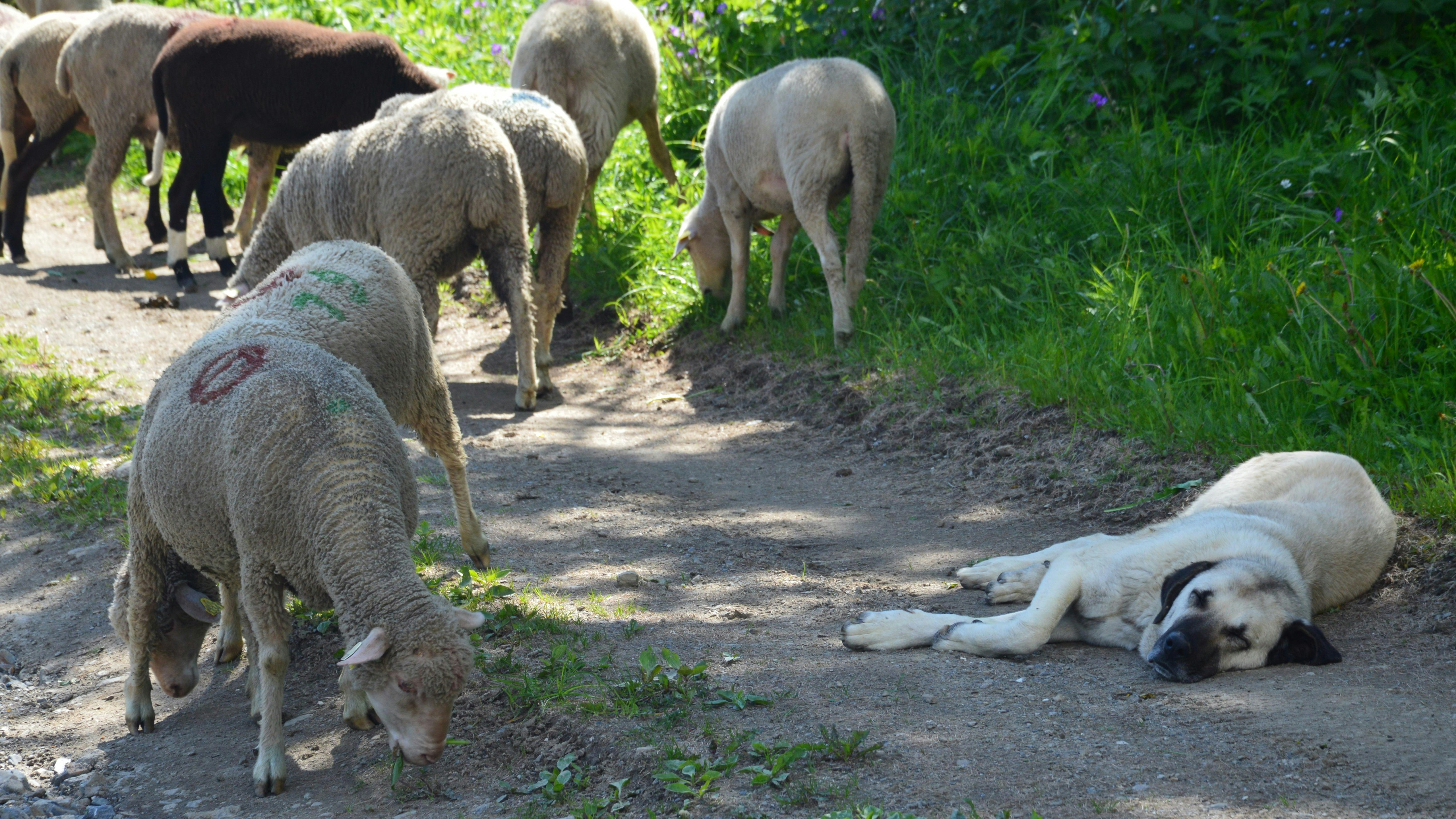 Un troupeau de moutons marchant sur un chemin de terre