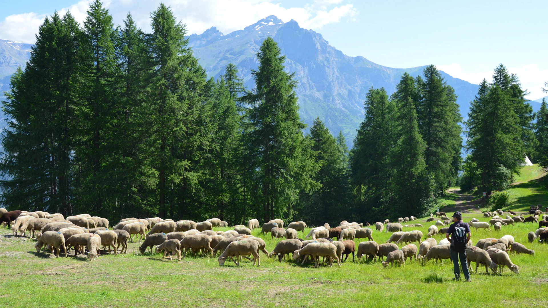 A herd of sheep grazing on a lush green hillside