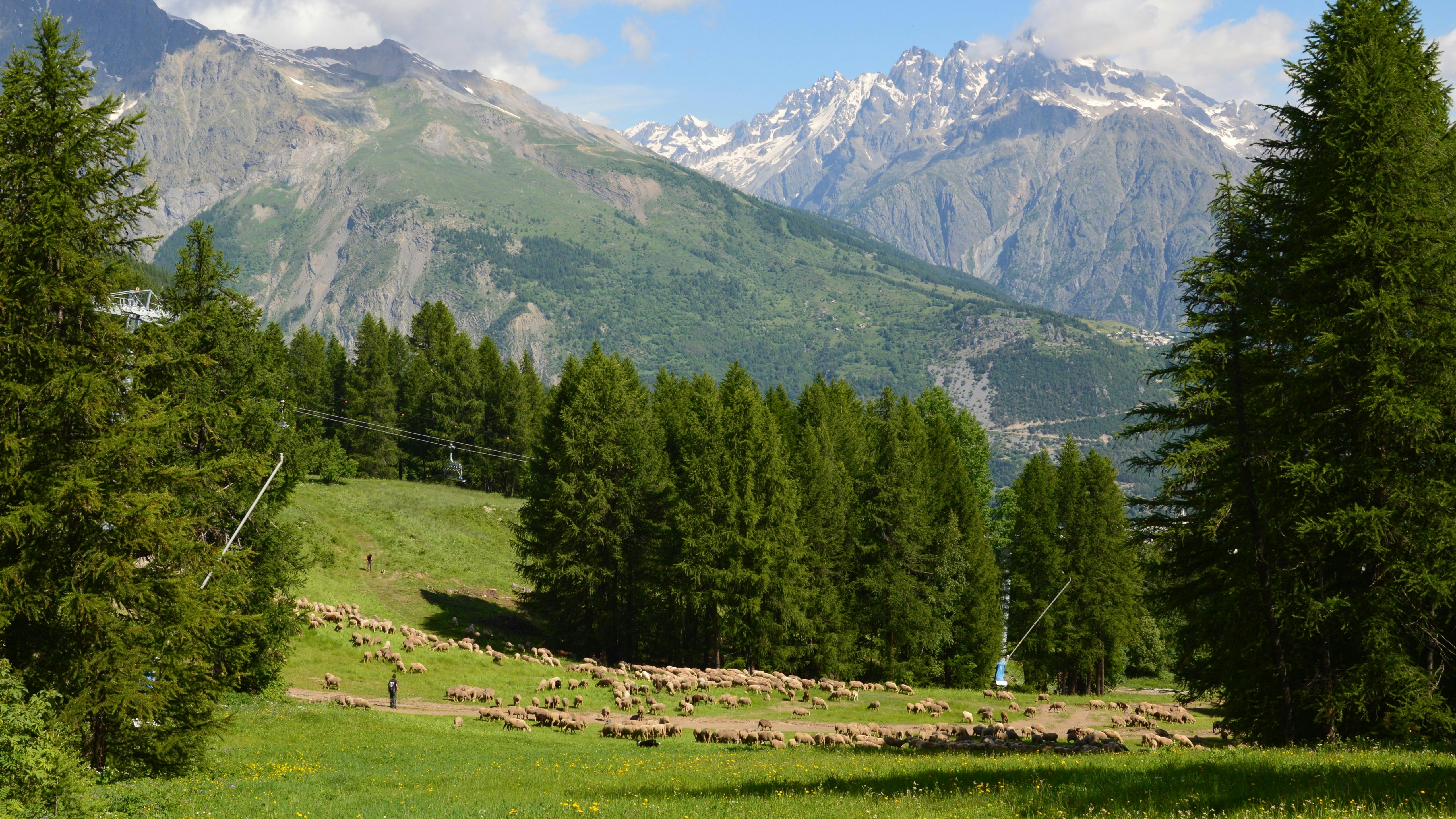 Un champ herbeux avec des arbres et des montagnes en arrière-plan