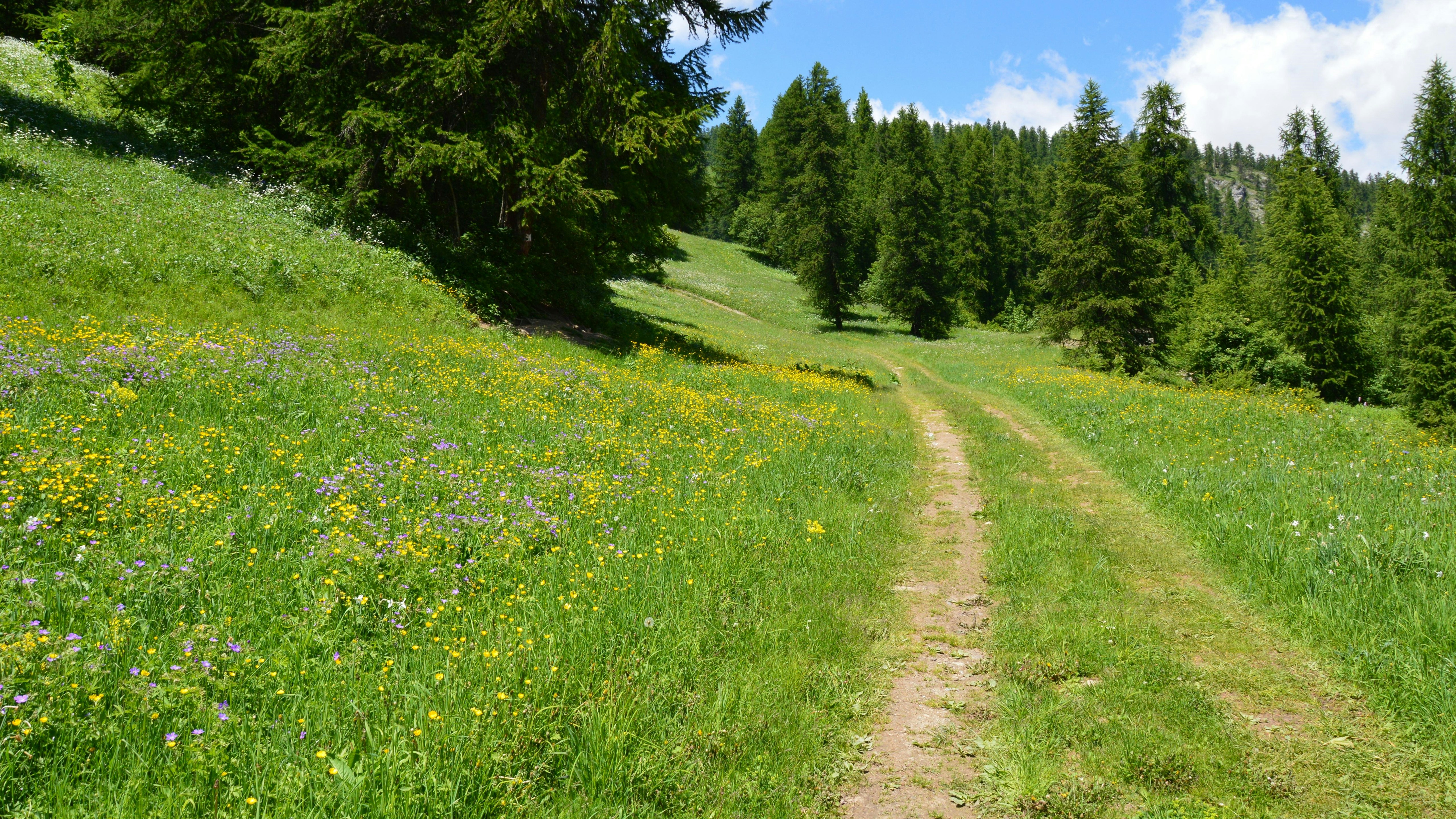 Un chemin de terre au milieu d’un champ verdoyant