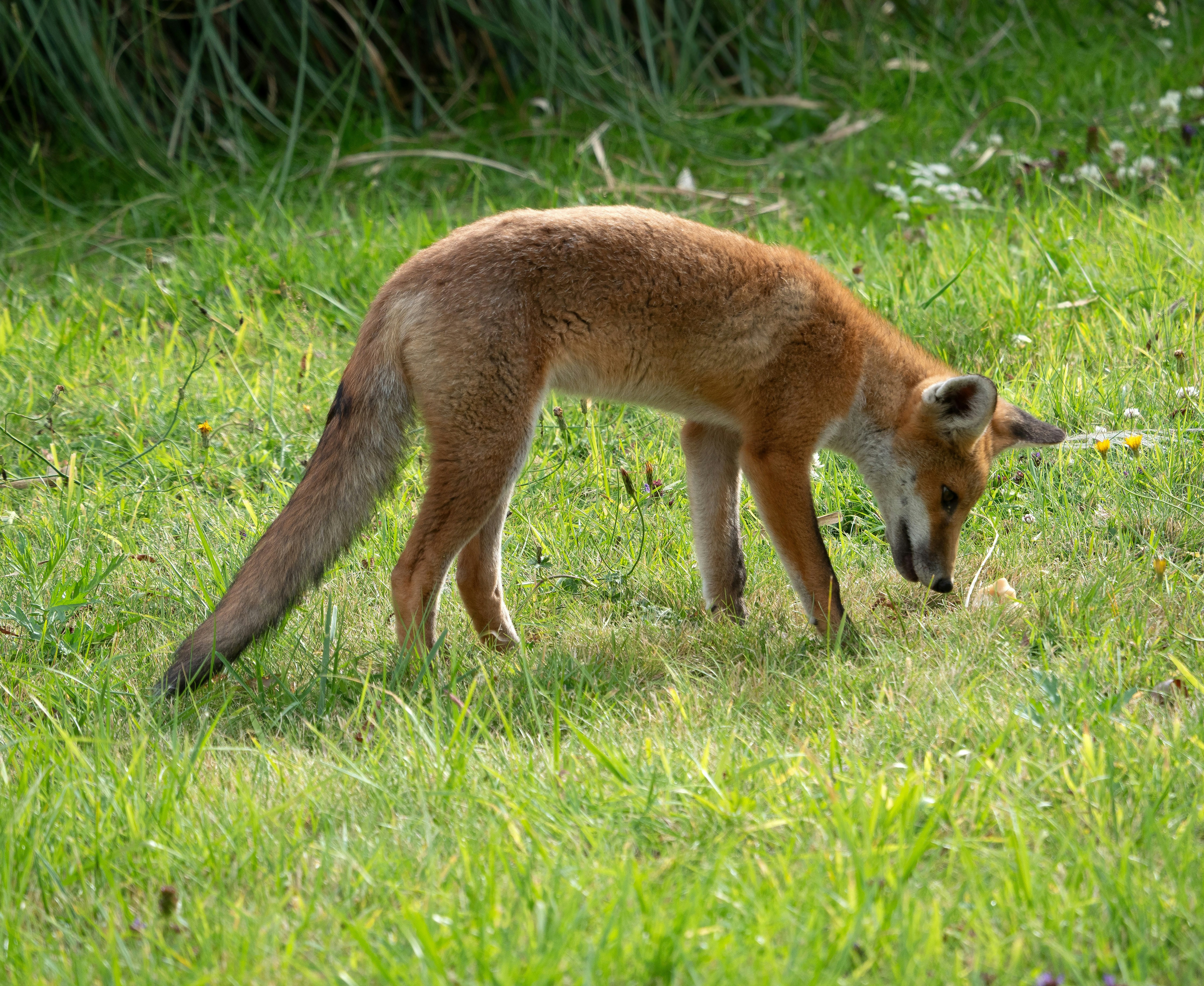 Uma raposa pequena comendo grama em um campo foto – Imagem grátis sobre  Vida selvagem na Unsplash, image size:3000x2455
