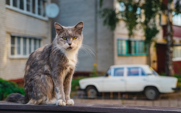 A cat sitting on a ledge in front of a building