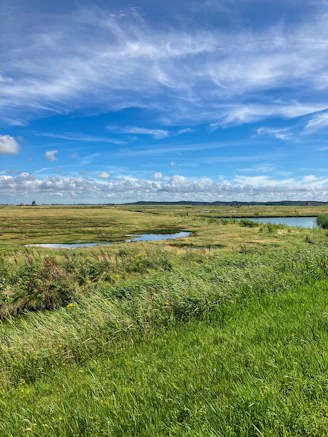 A grassy field with a river running through it