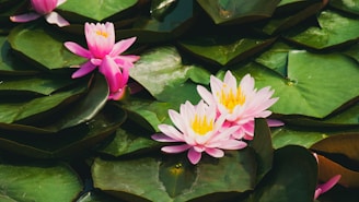 A group of pink water lilies floating on top of green leaves