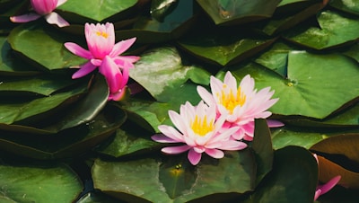 A group of pink water lilies floating on top of green leaves
