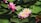 A group of pink water lilies floating on top of green leaves
