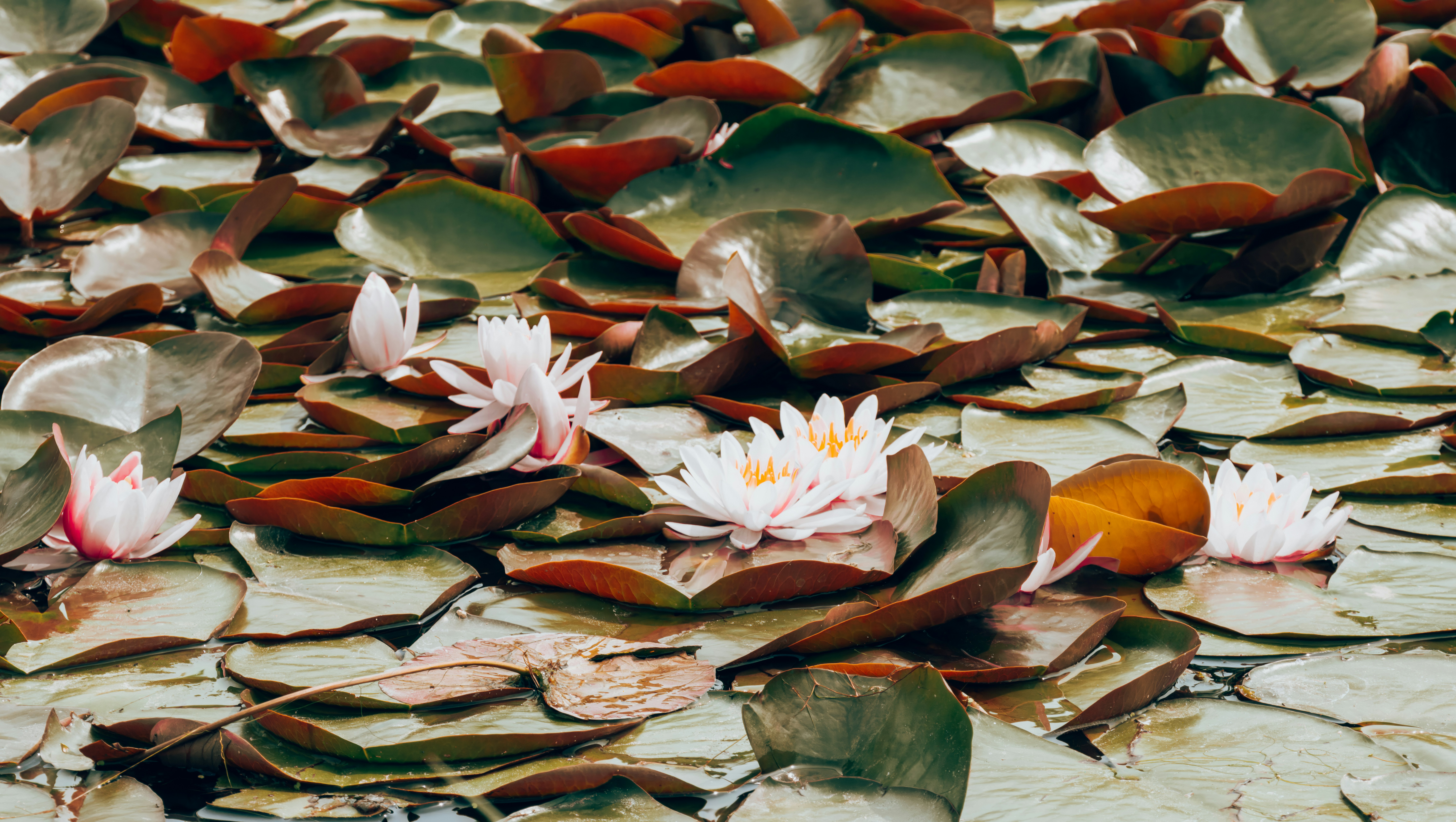 A group of water lilies floating on top of a pond