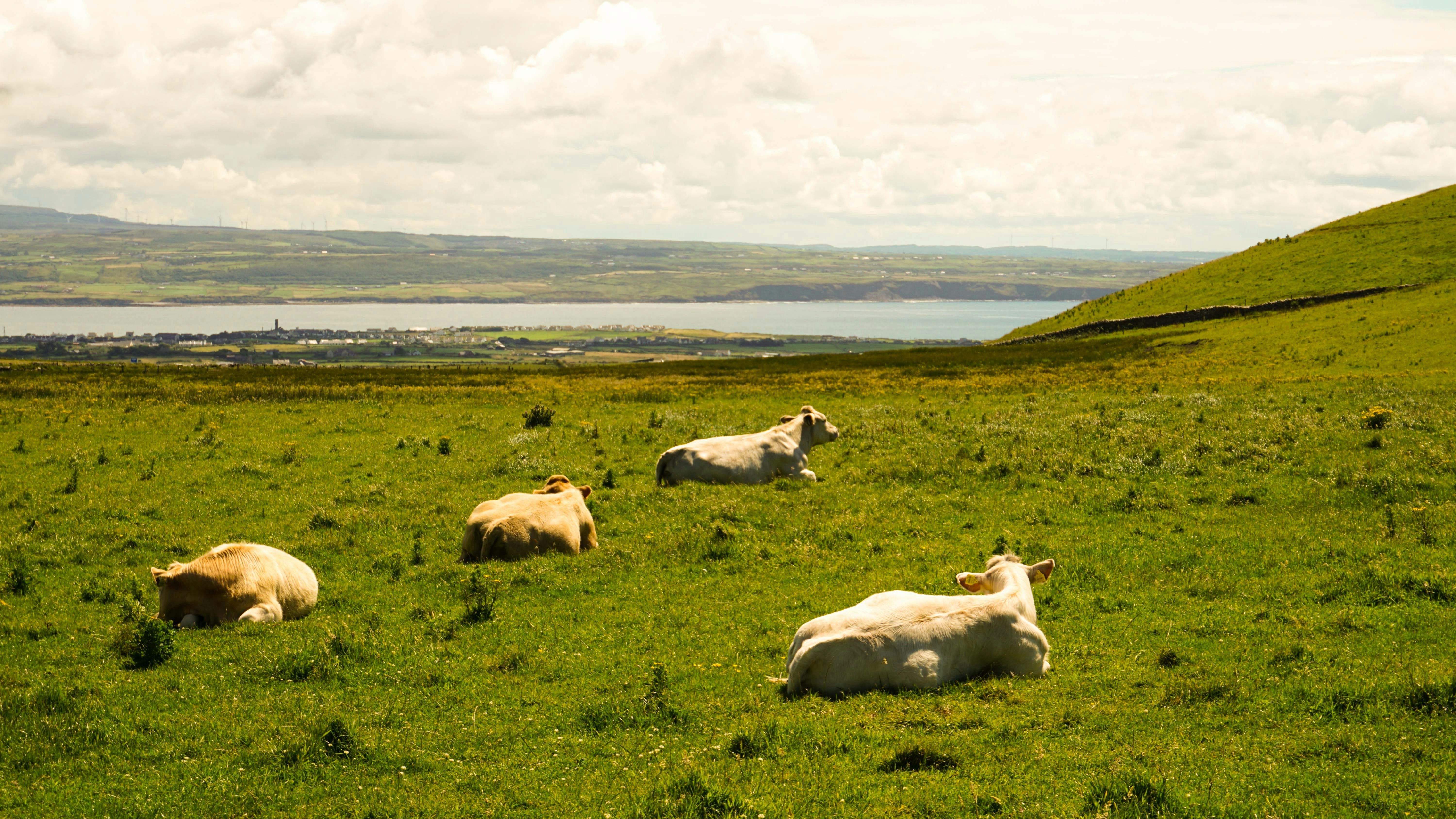 Photo by anjaleemingbecker