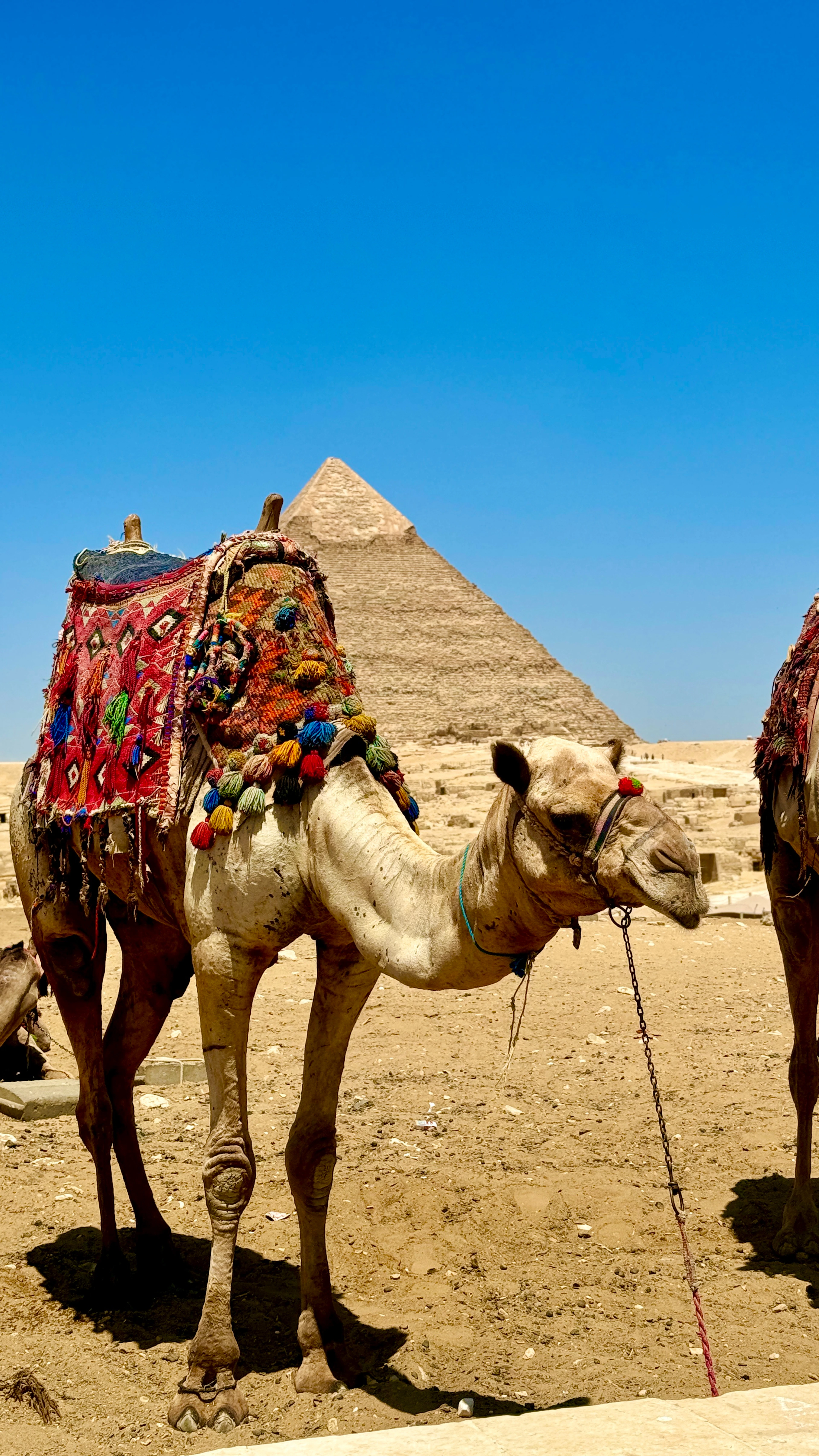 A camel decked in a colourful woven saddle blanket stands before the Great Pyramid of Giza under a clear blue sky.